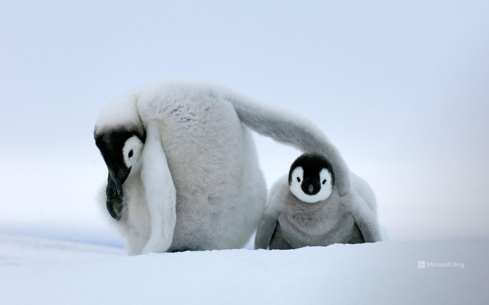 Two little Emperor penguins, Antarctica