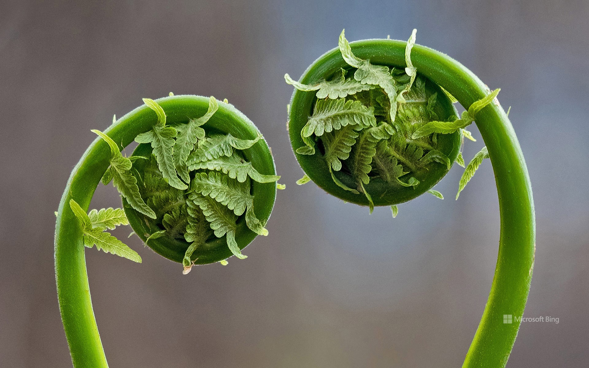 Fiddlehead fern fronds, Quebec, Canada