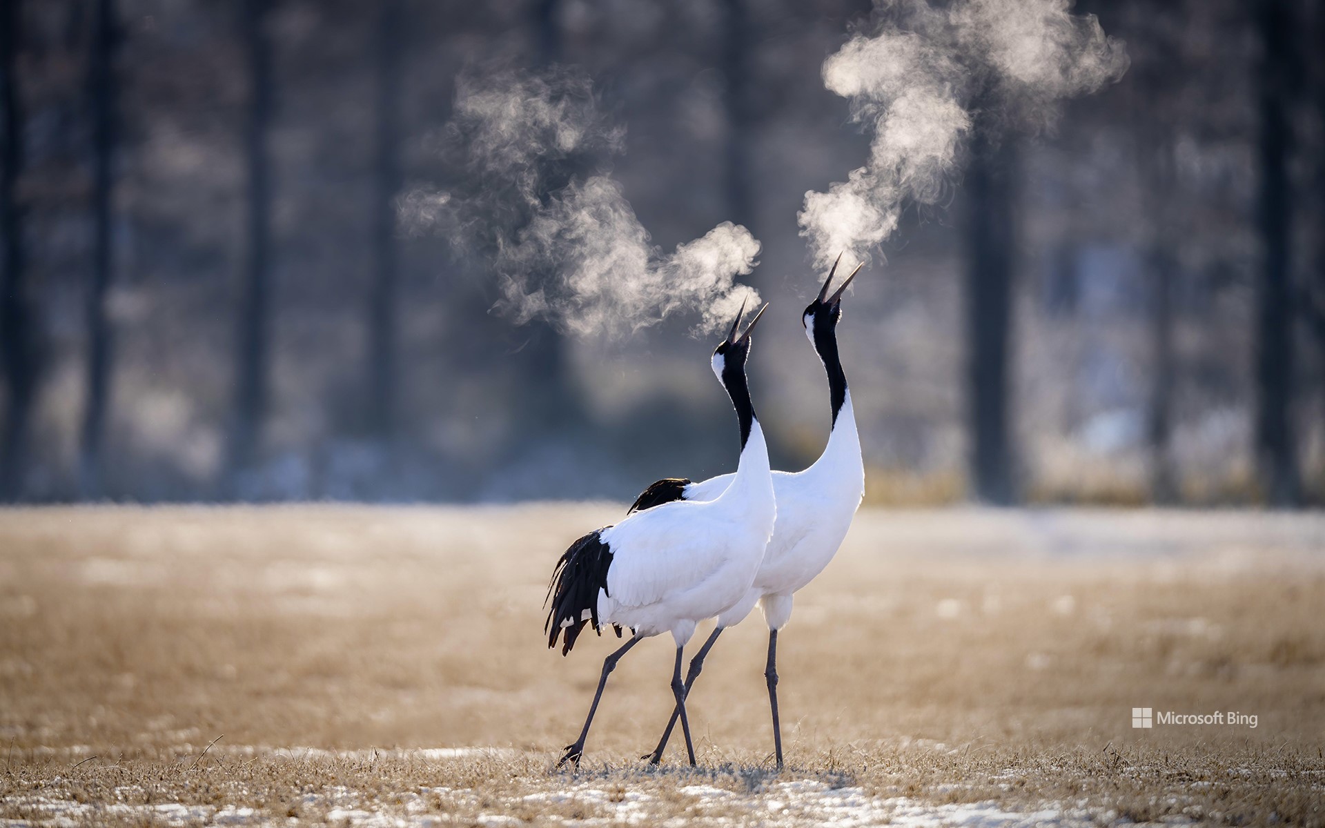 Two red-crowned cranes in Kushiro, Hokkaido, Japan - Bing Wallpapers ...