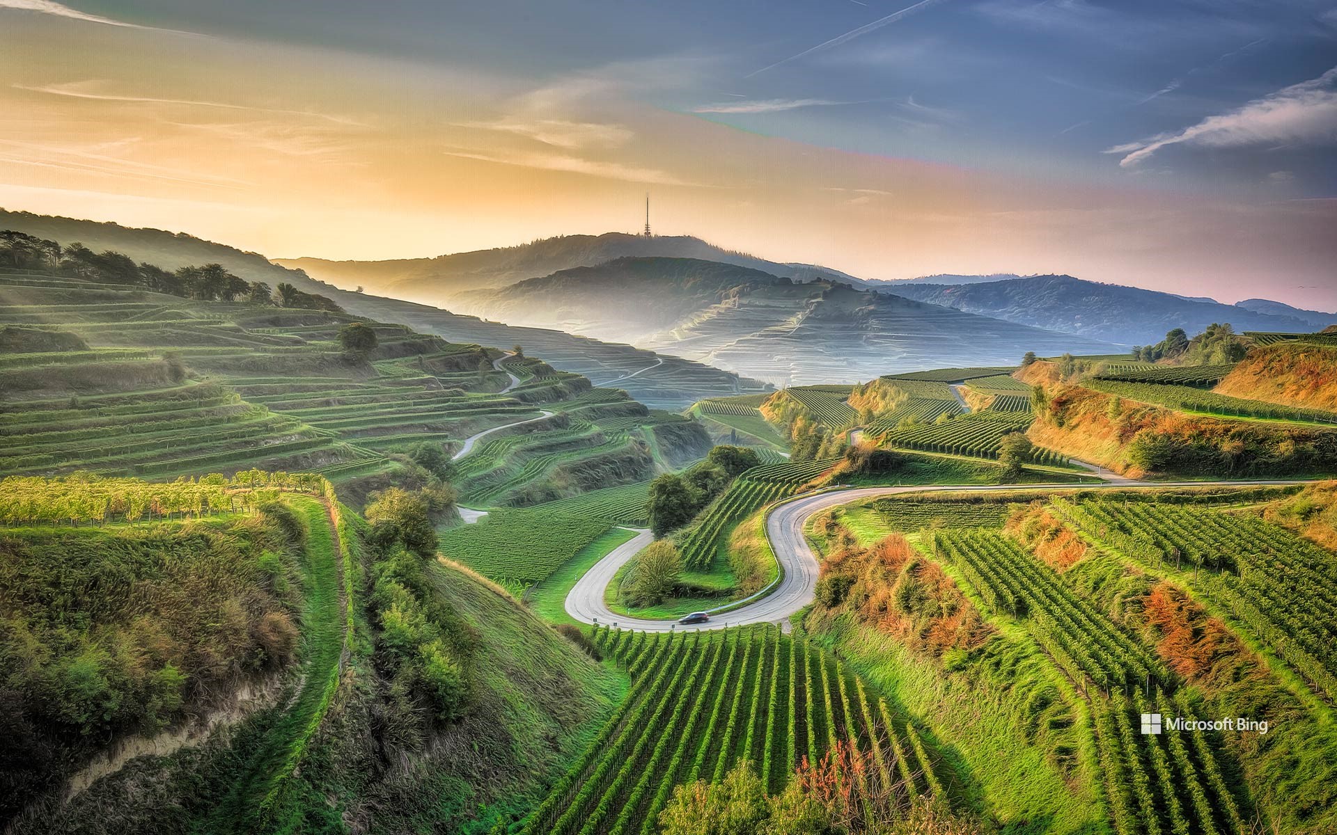 View of an agricultural field, Kaiserstuhl, Baden-Württemberg