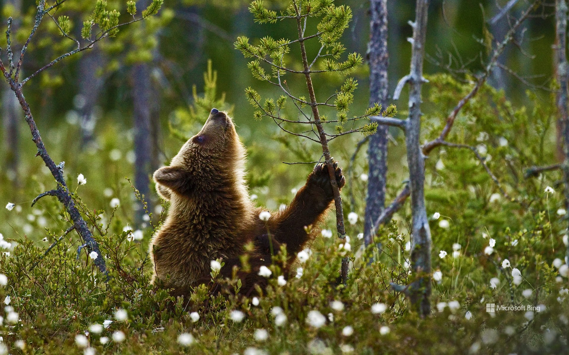 Eurasian brown bear cub, Finland