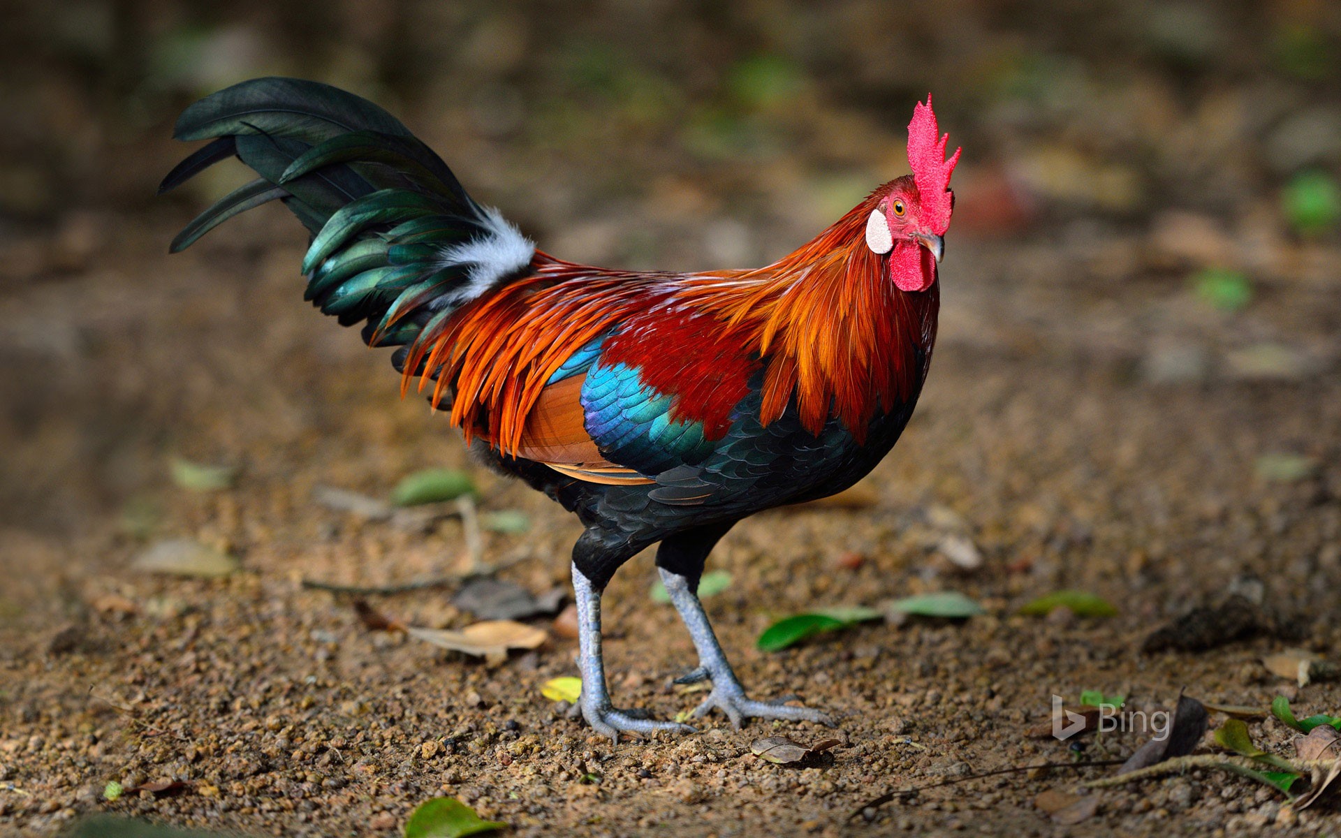A brown leghorn rooster