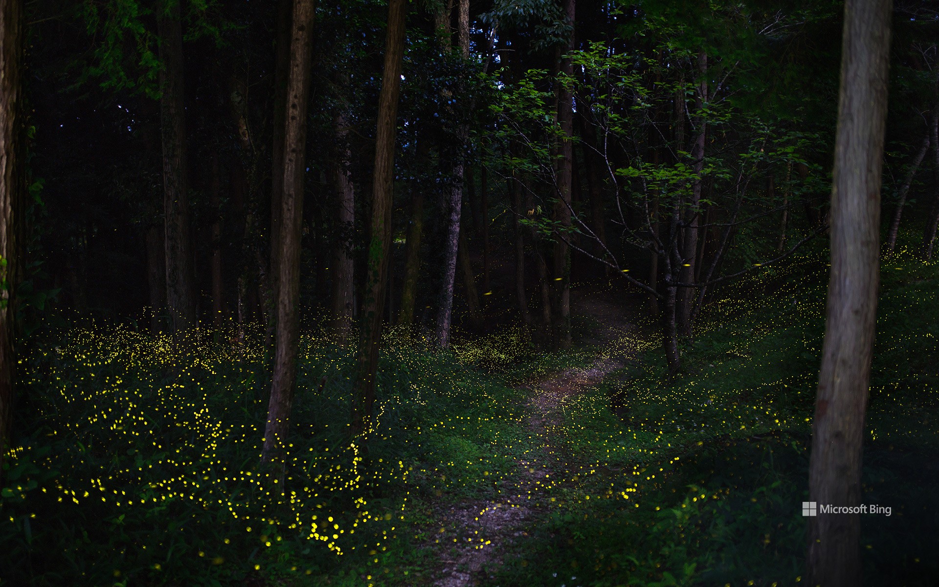 Firefly Forest, Okayama Prefecture