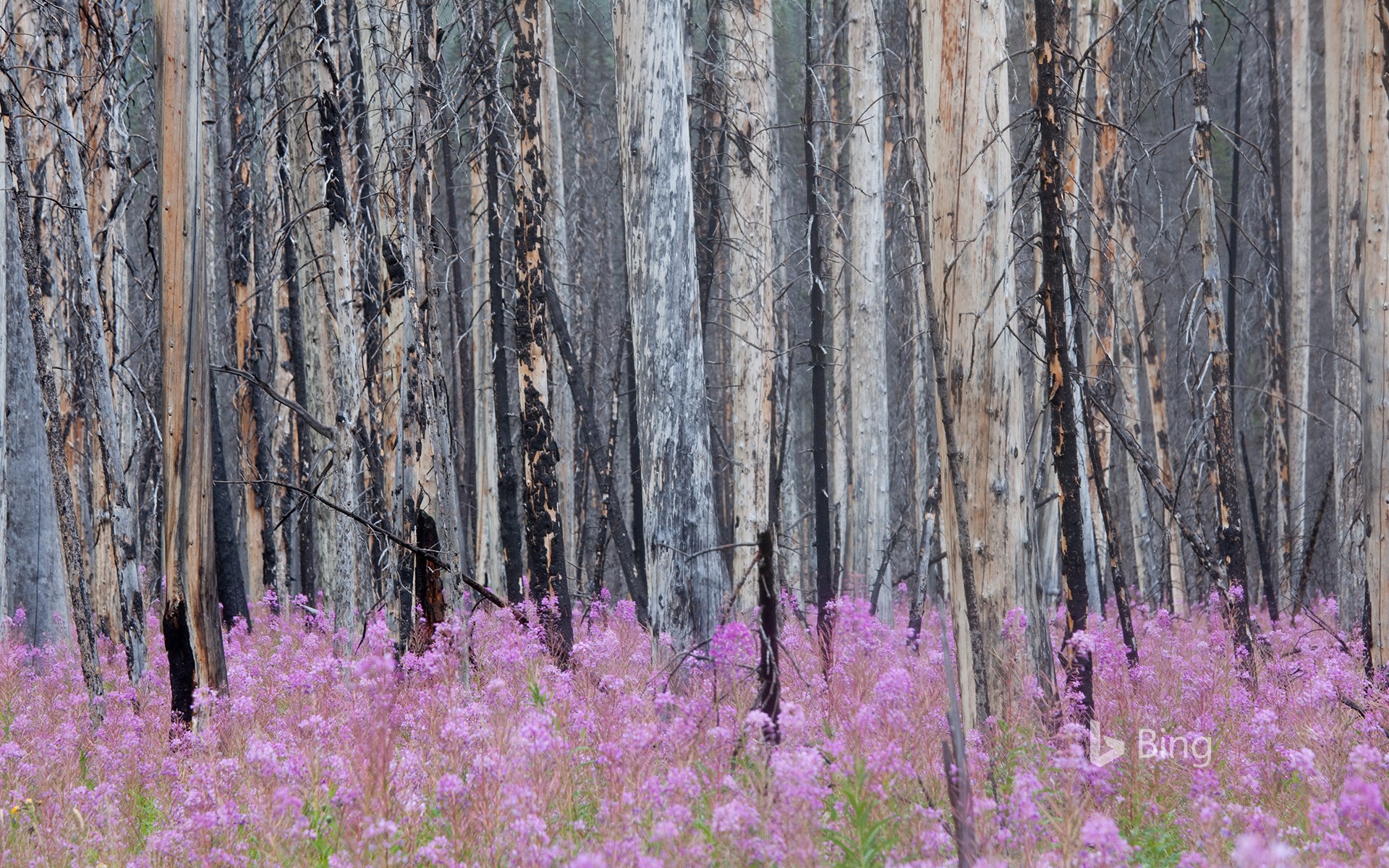 Burnt forest with fireweed in Banff National Park, Alberta, Canada