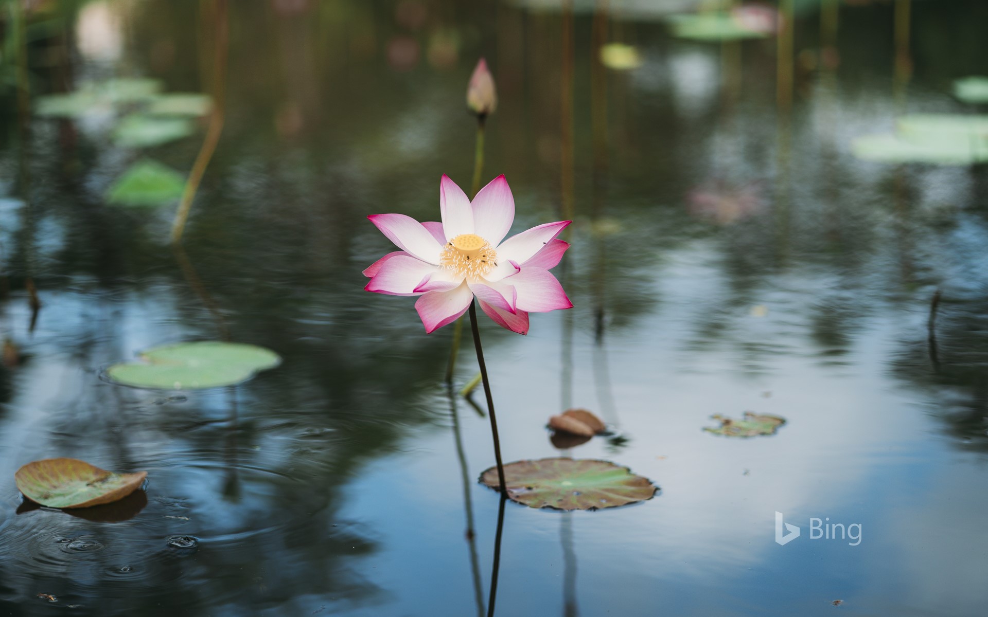 Sacred Lotus Growing In Water Bing Wallpapers Sonu Rai