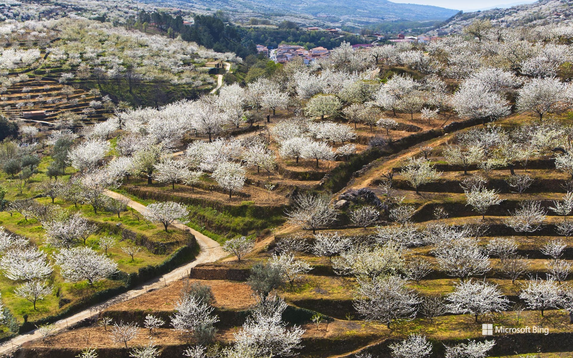 Cherry blossoms in Valle del Jerte, Cáceres province, Extremadura, Spain