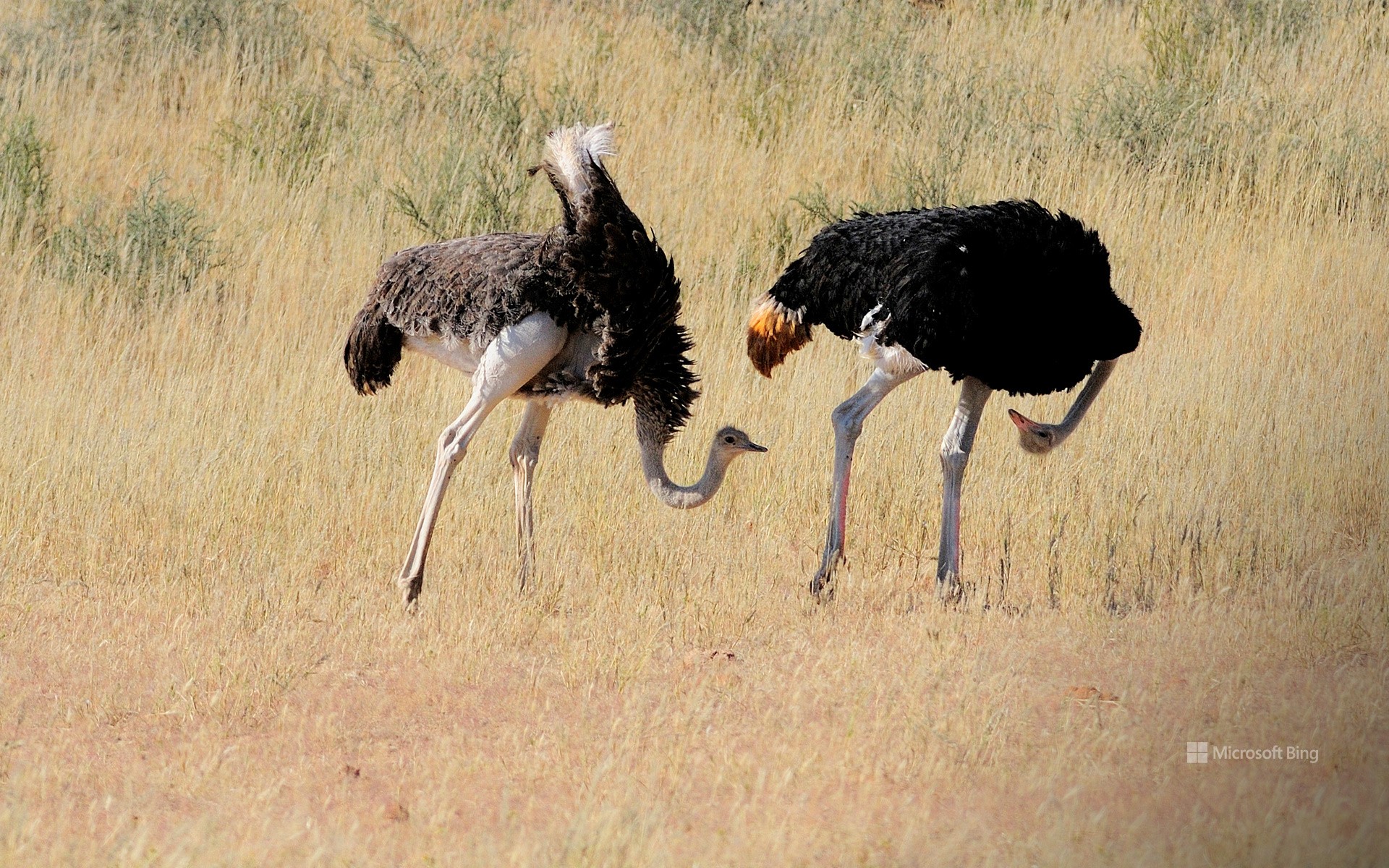 Ostriches in Kgalagadi Transfrontier Park, South Africa