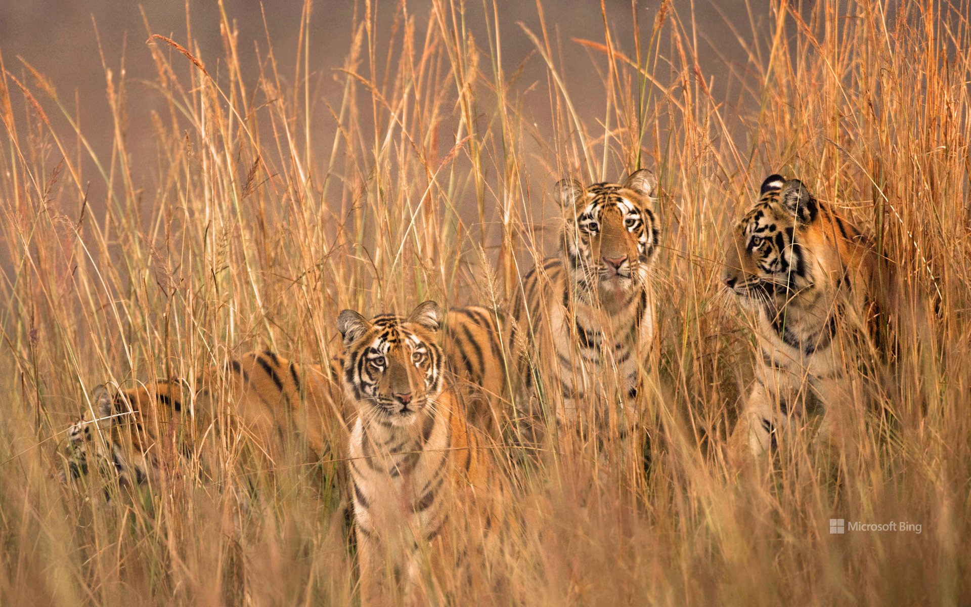 Tigresses, Telia Lake, Tadoba Andhari Tiger Reserve, India