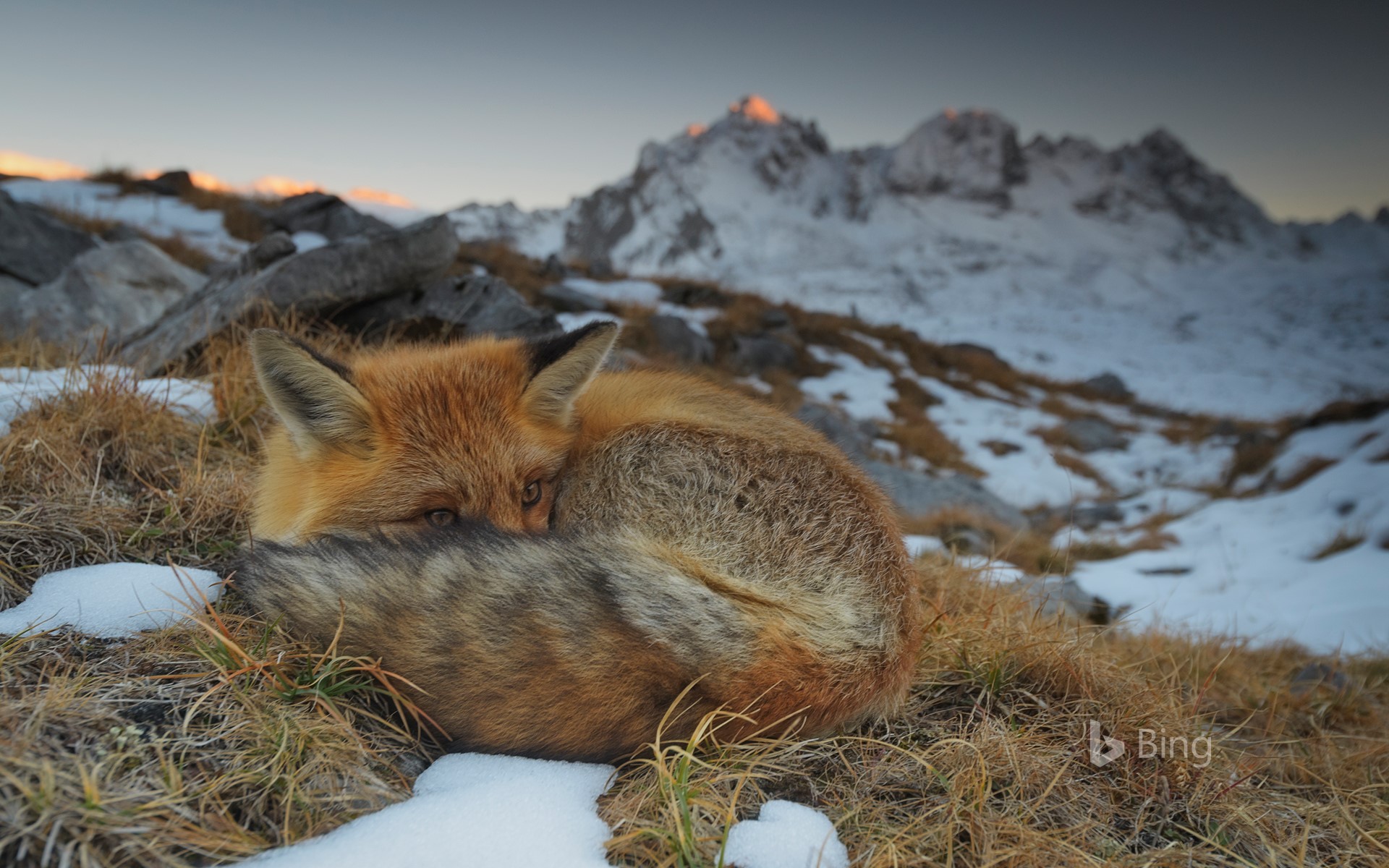A red fox resting, Vanoise National Park, Rhône-Alpes, France