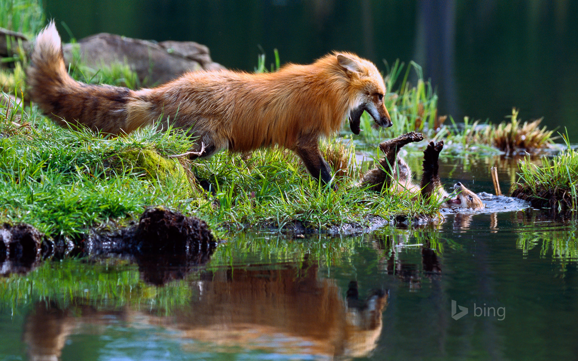 Red fox mother play-fighting with kit
