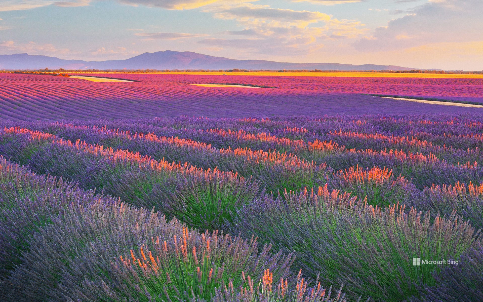 Lavender fields in Valensole Plateau, France