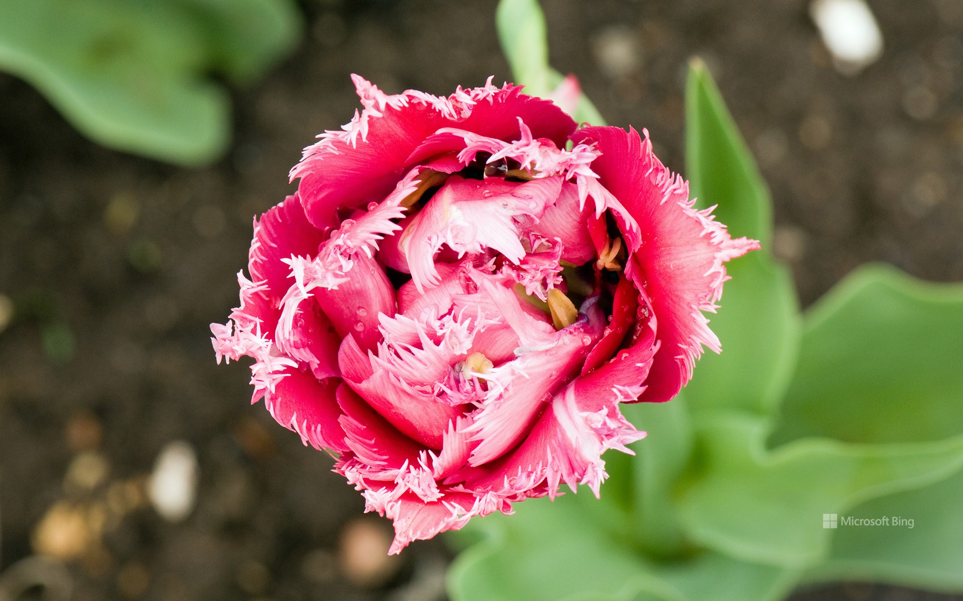 A pink fringed tulip in Ottawa