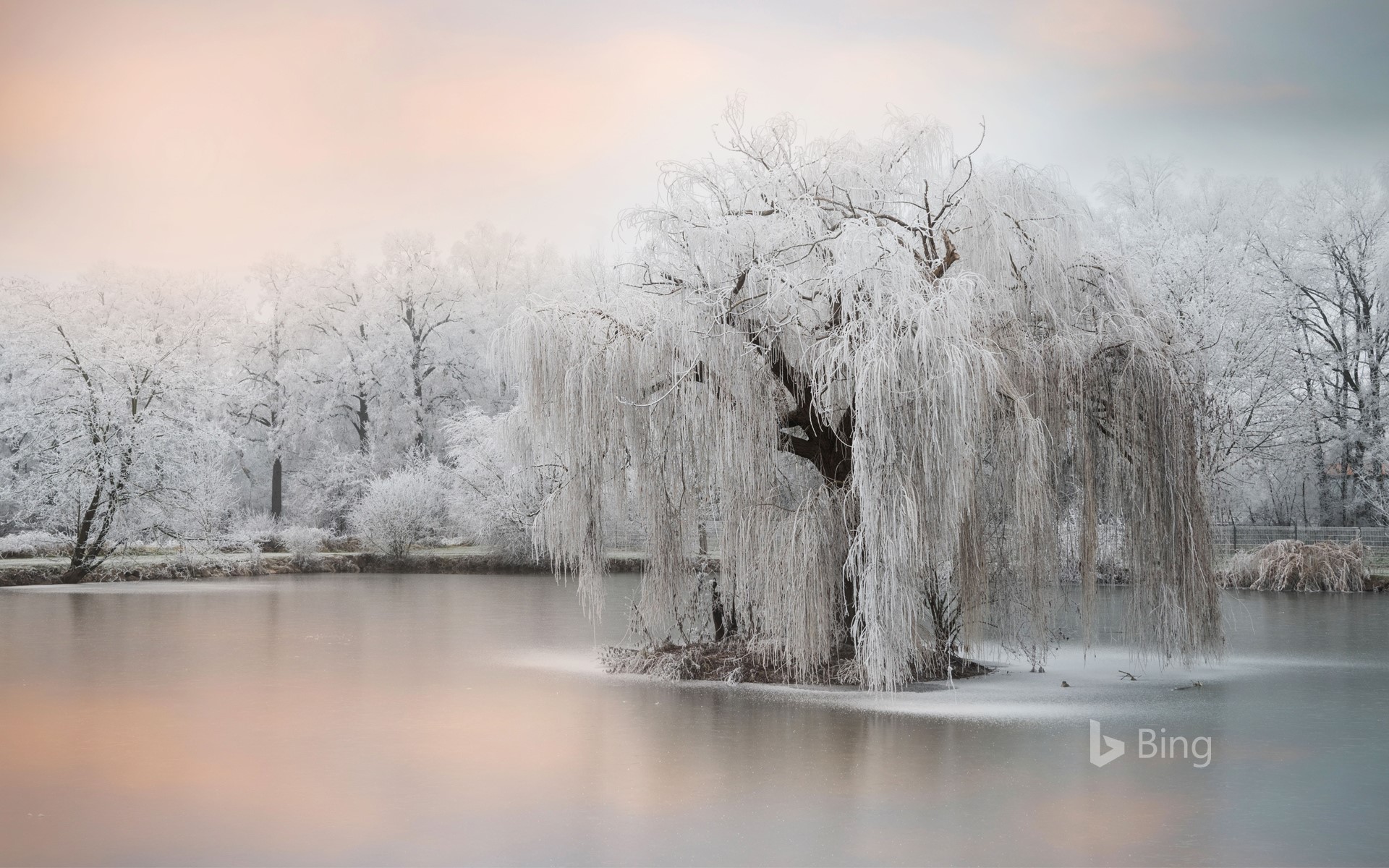 Frozen trees beside a pond