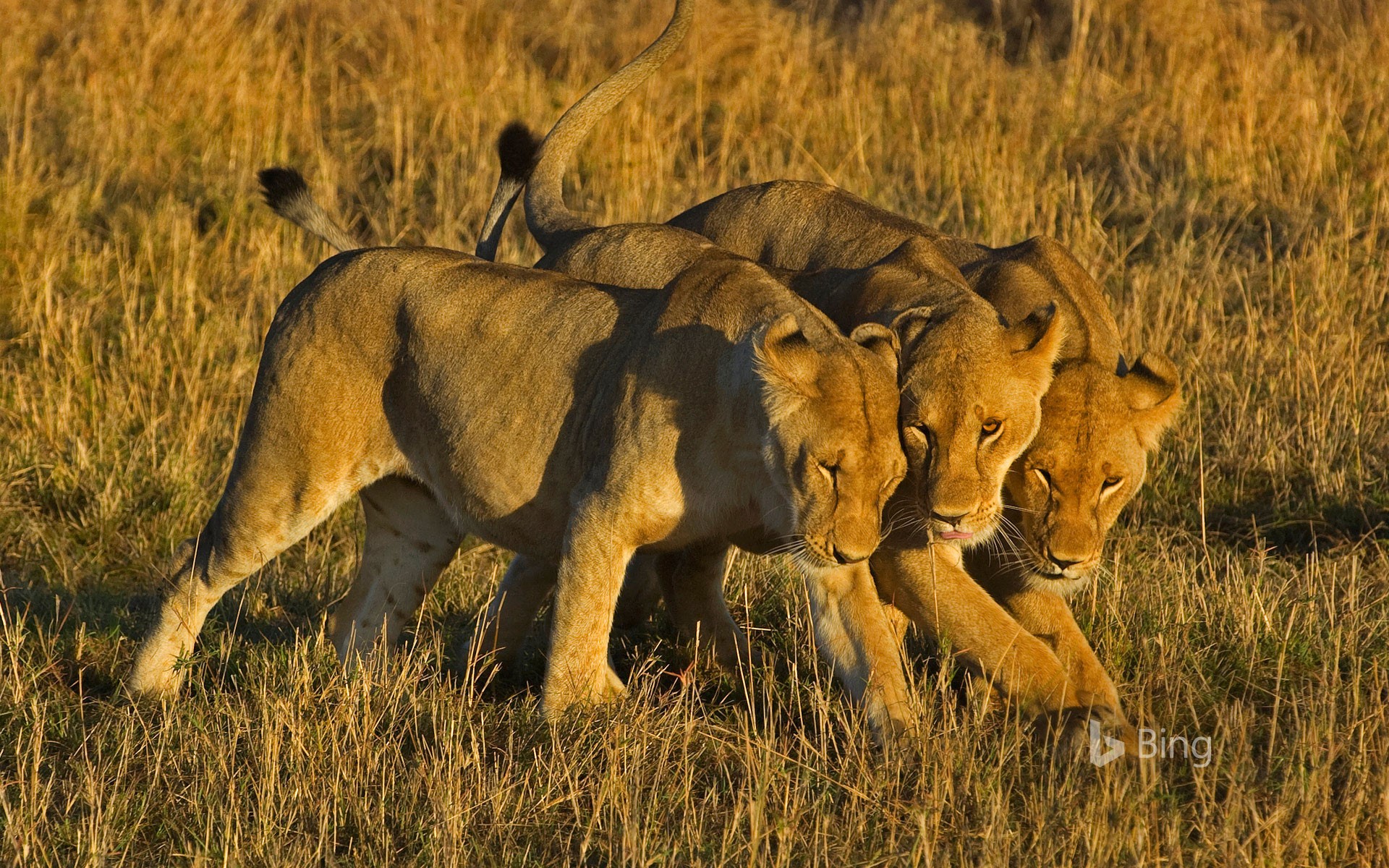 African lionesses in Masai Mara National Reserve, Kenya