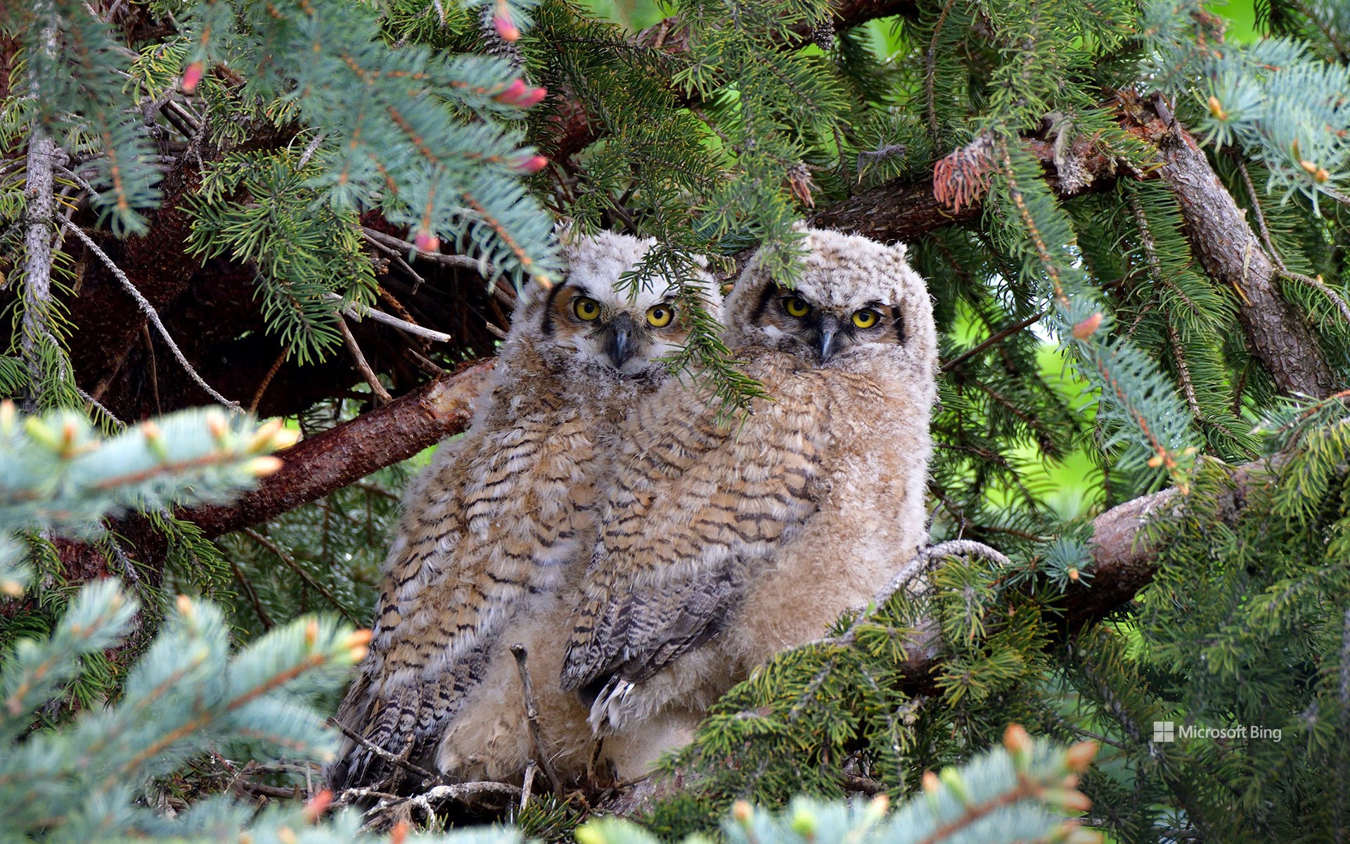 Great horned owl fledglings