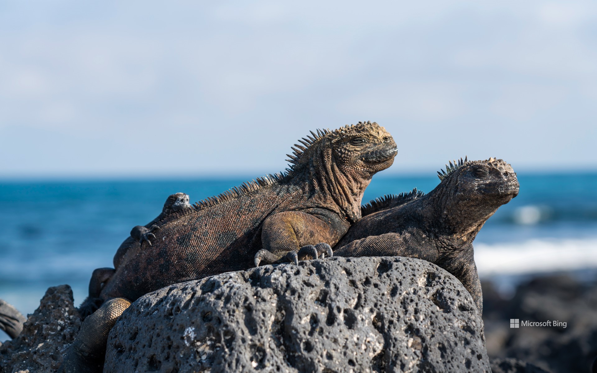 Marine iguanas, Galápagos Islands, Ecuador