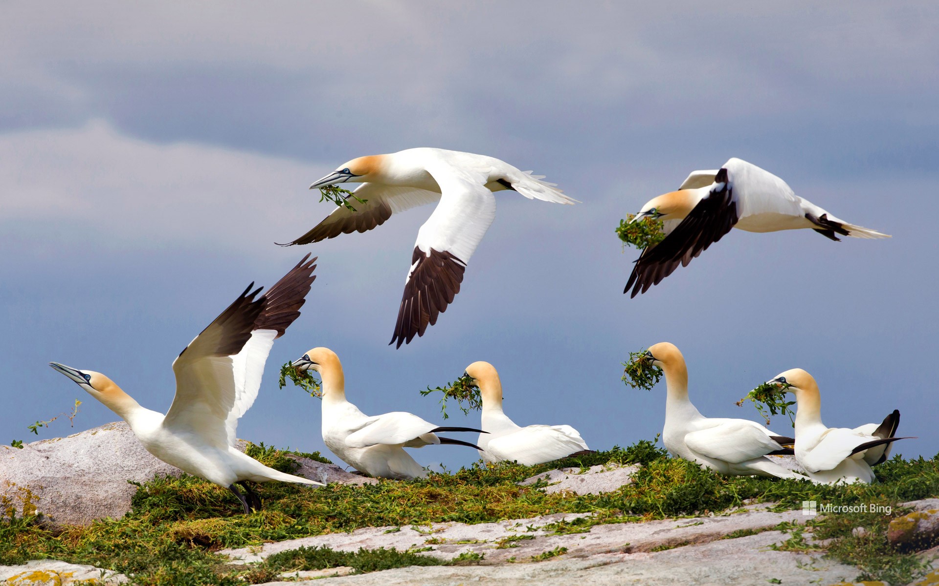 Northern gannets, Great Saltee Island, Ireland