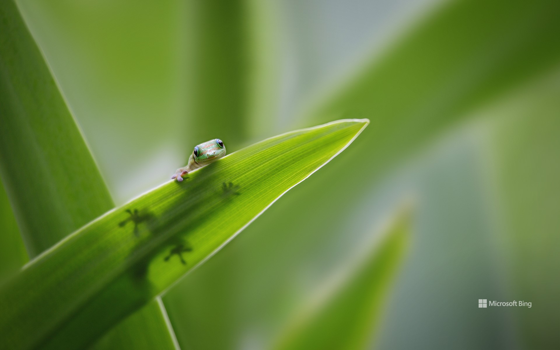 Tiny gecko on leaf