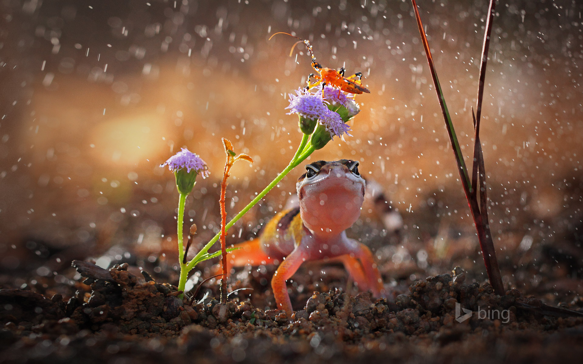 Gecko and insect on rainy day, Indonesia
