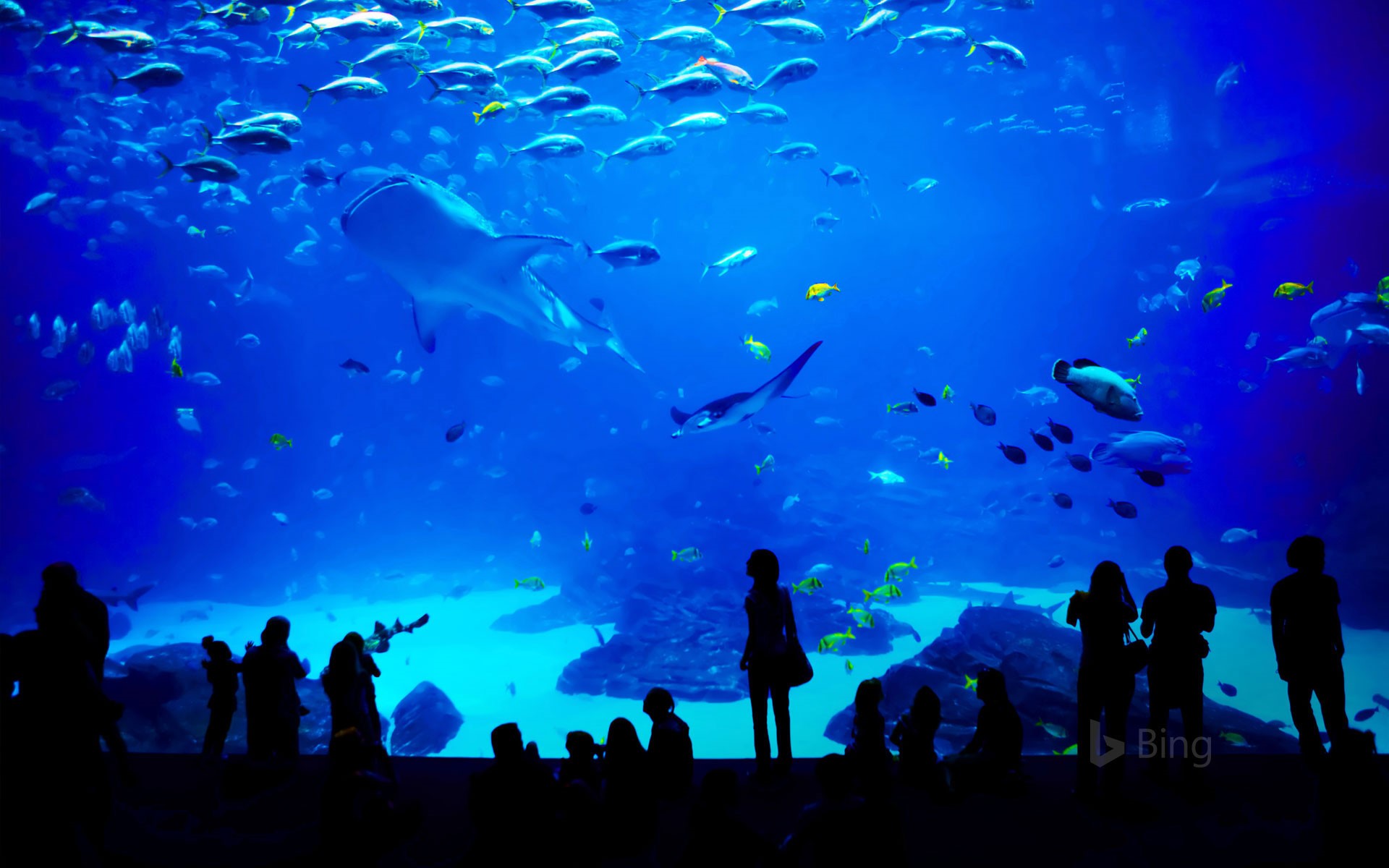 The Georgia Aquarium in Atlanta