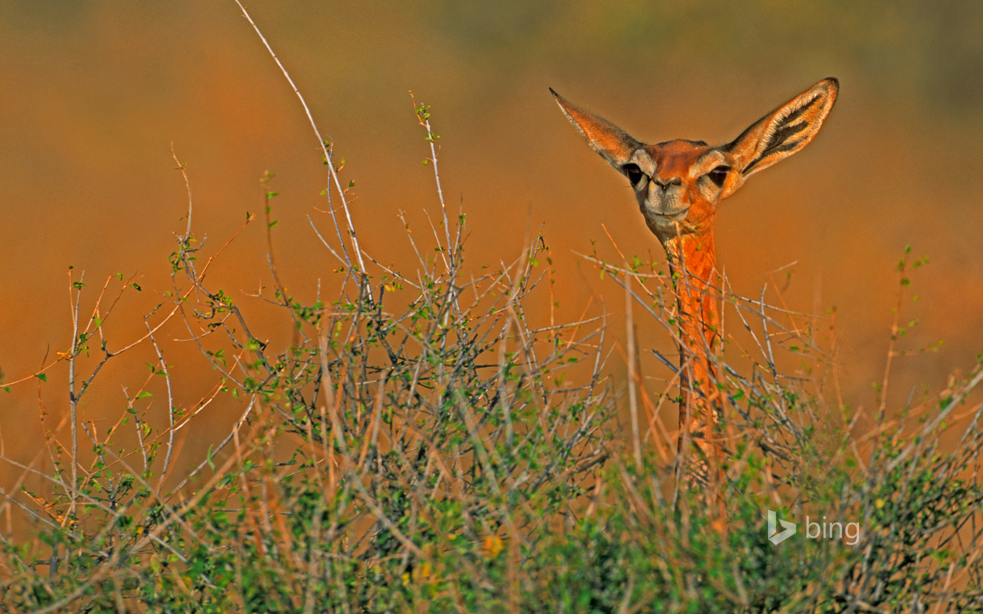 A gerenuk in Samburu National Reserve, Kenya