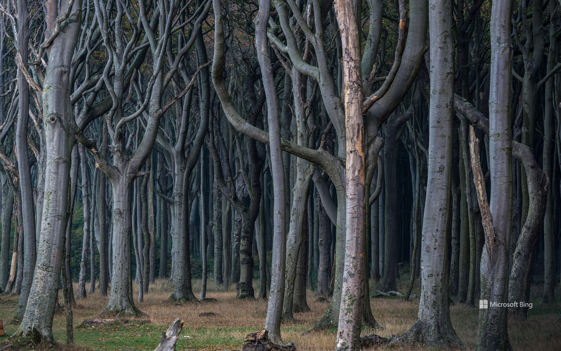 Gespensterwald, Nienhagen, Mecklenburg-West Pomerania, Germany - Bing ...