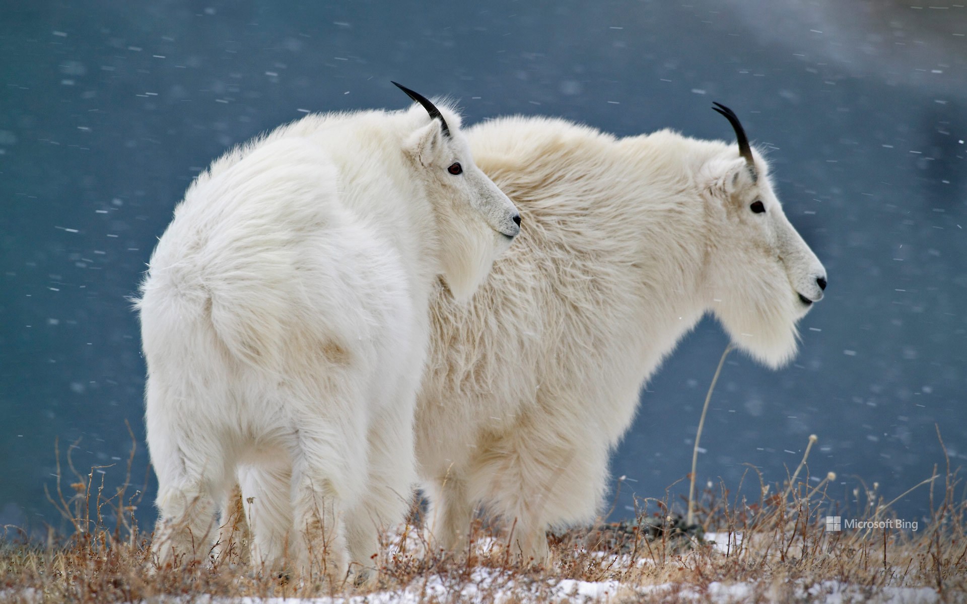 Mountain goats at Glacier National Park in Montana, USA