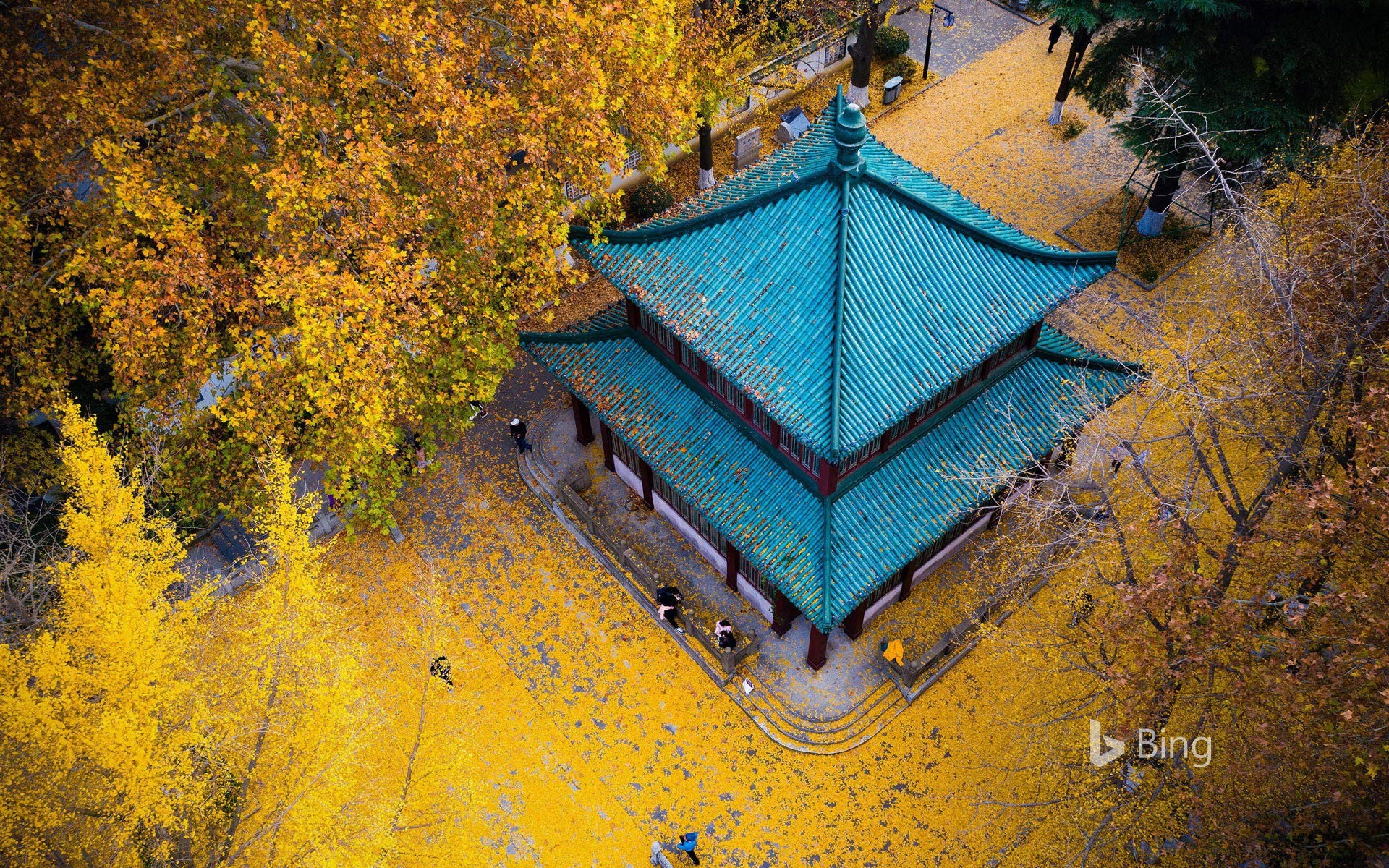 Golden ginkgo leaves at Xuanwu Lake Park in Nanjing, Jiangsu Province, China