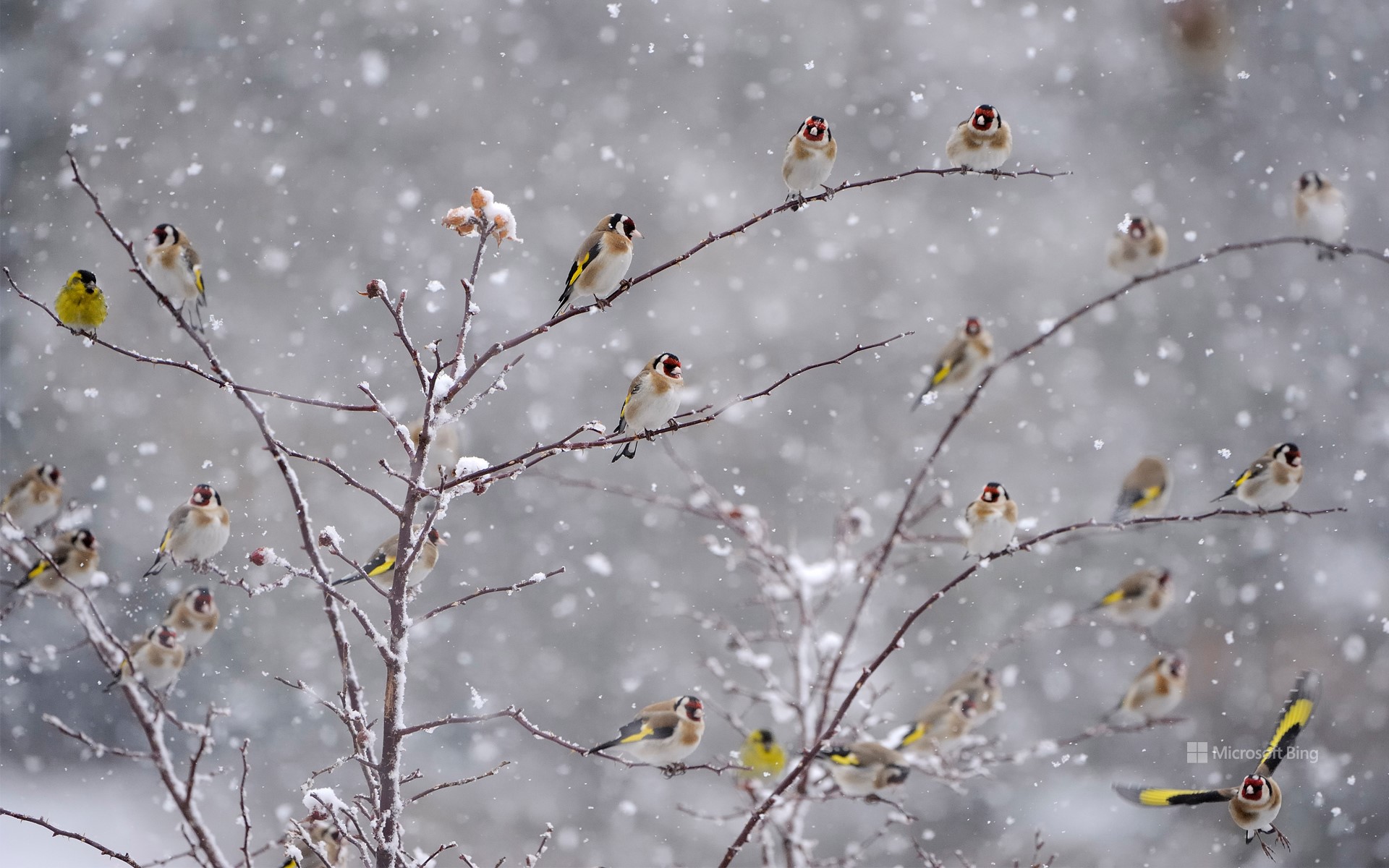 European Goldfinches perched on snow covered branches