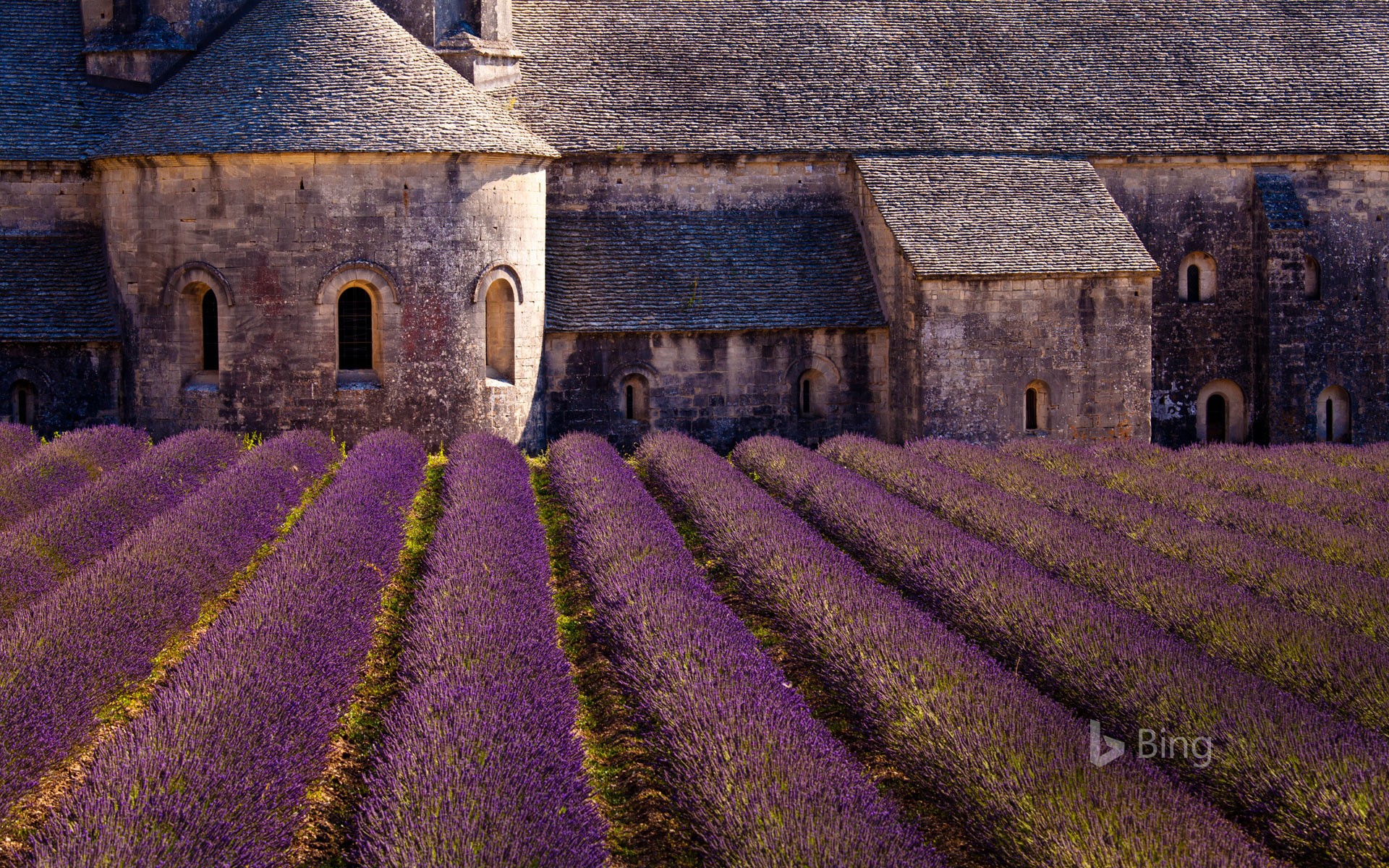 Blooming field of lavender at Sénanque Abbey, Gordes, Vaucluse, Provence-Alpes-Côte d'Azur, France