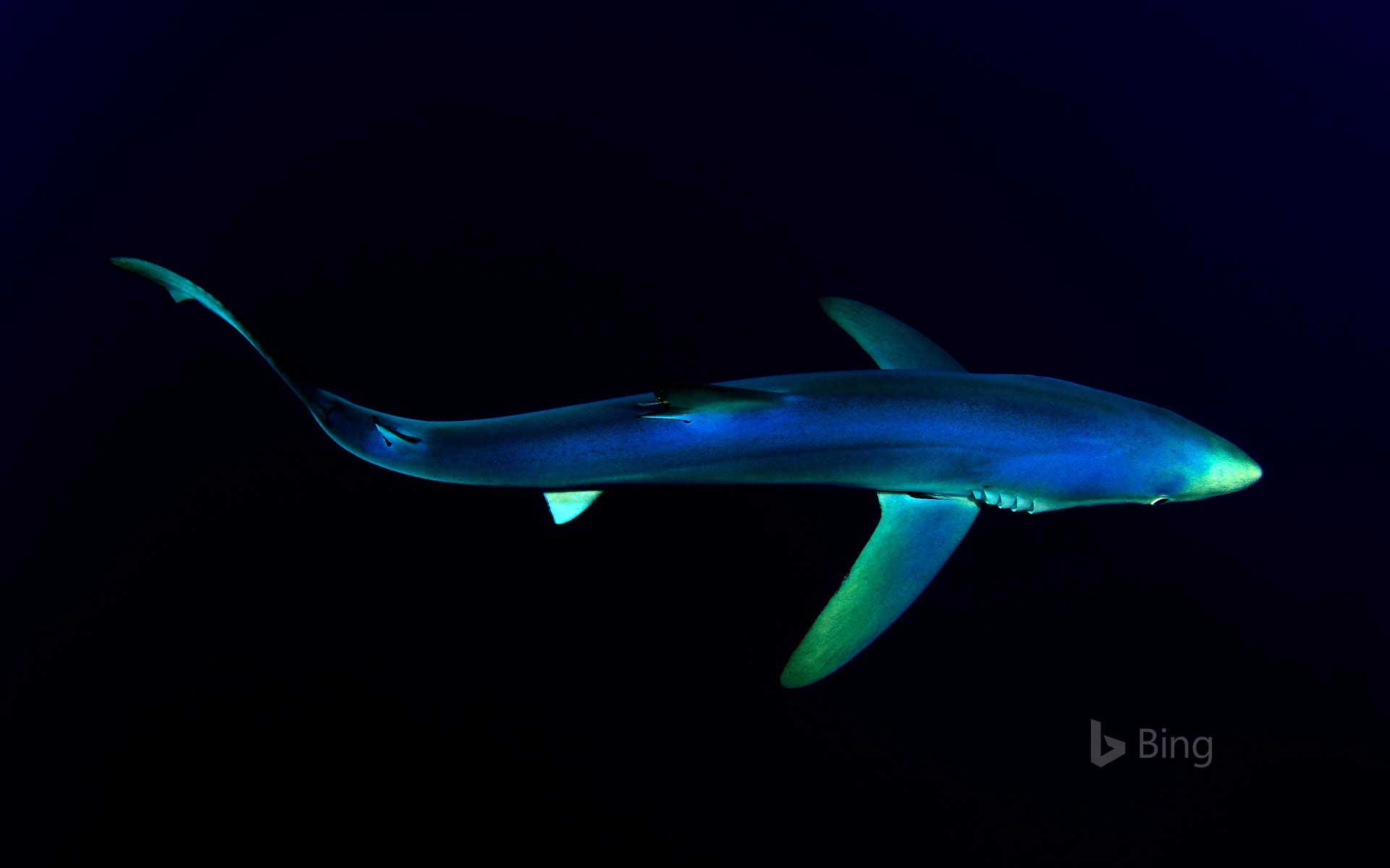 Blue shark near the Portuguese archipelago of the Azores, North Atlantic Ocean