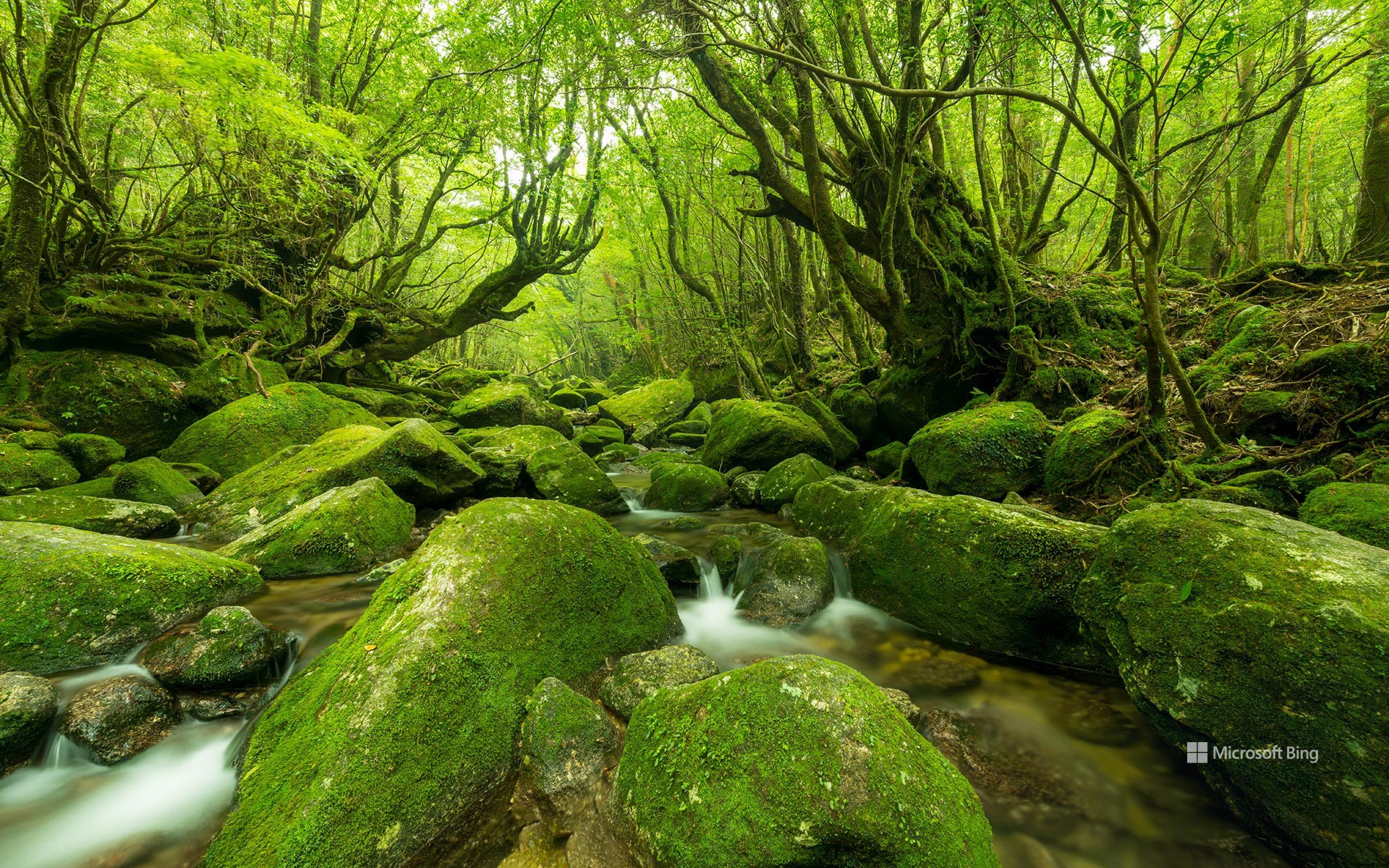 Yakushima, Kagoshima Prefecture