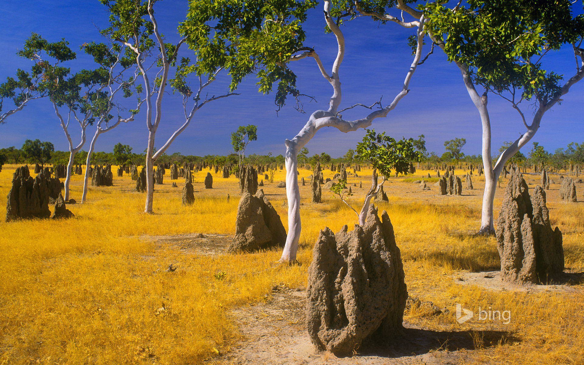 Termite mounds and snappy gums in savannah grassland, Gulf Country, Queensland, Australia