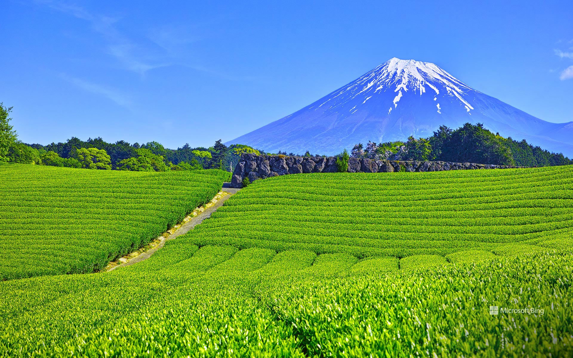 Tea fields in Obuchisaba, Fuji City, Shizuoka Prefecture