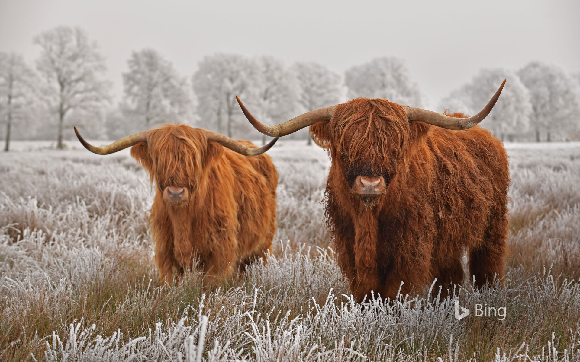 Highland cattle in Drenthe province, Netherlands