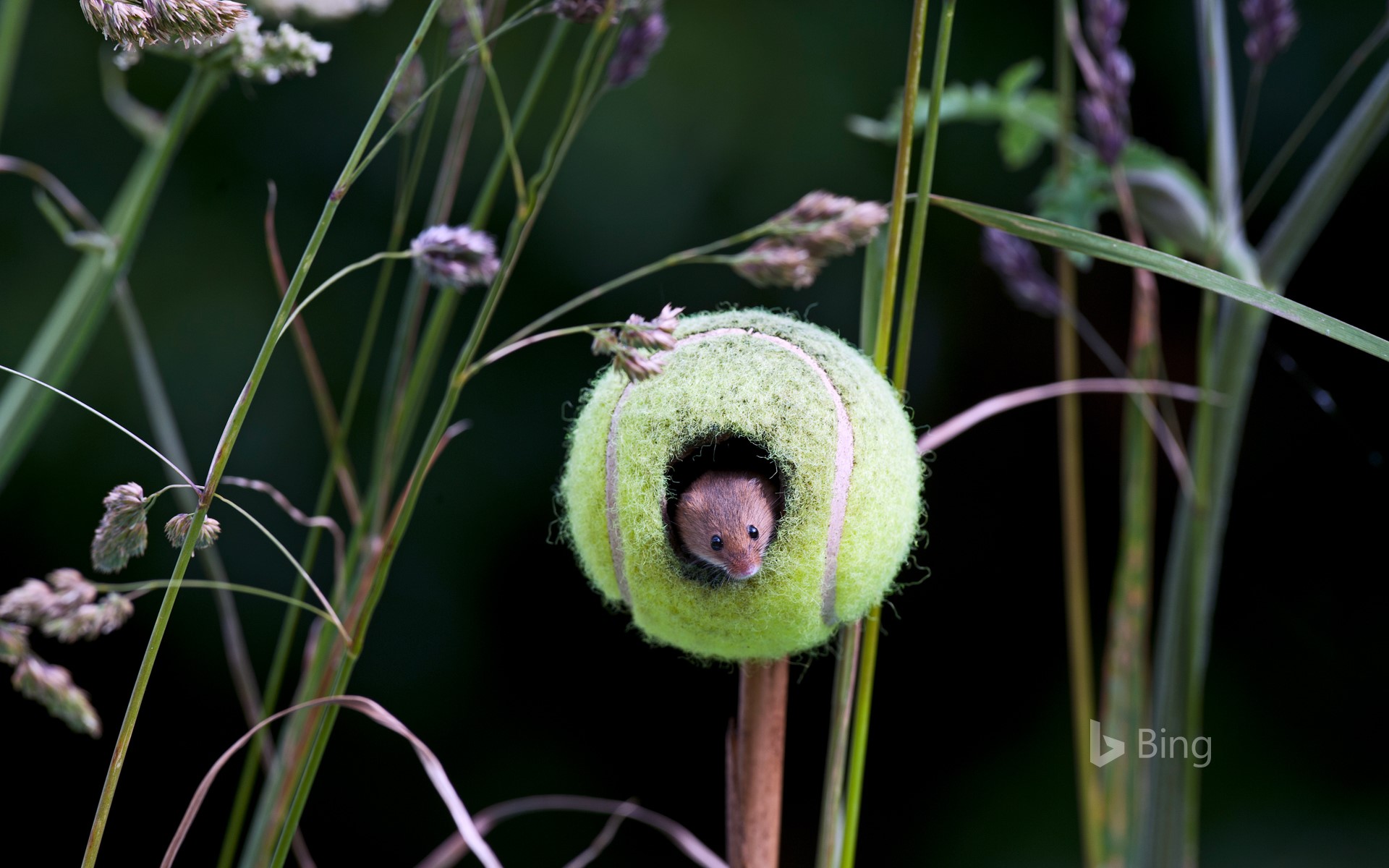 A harvest mouse living in a tennis ball in Thetford, Norfolk