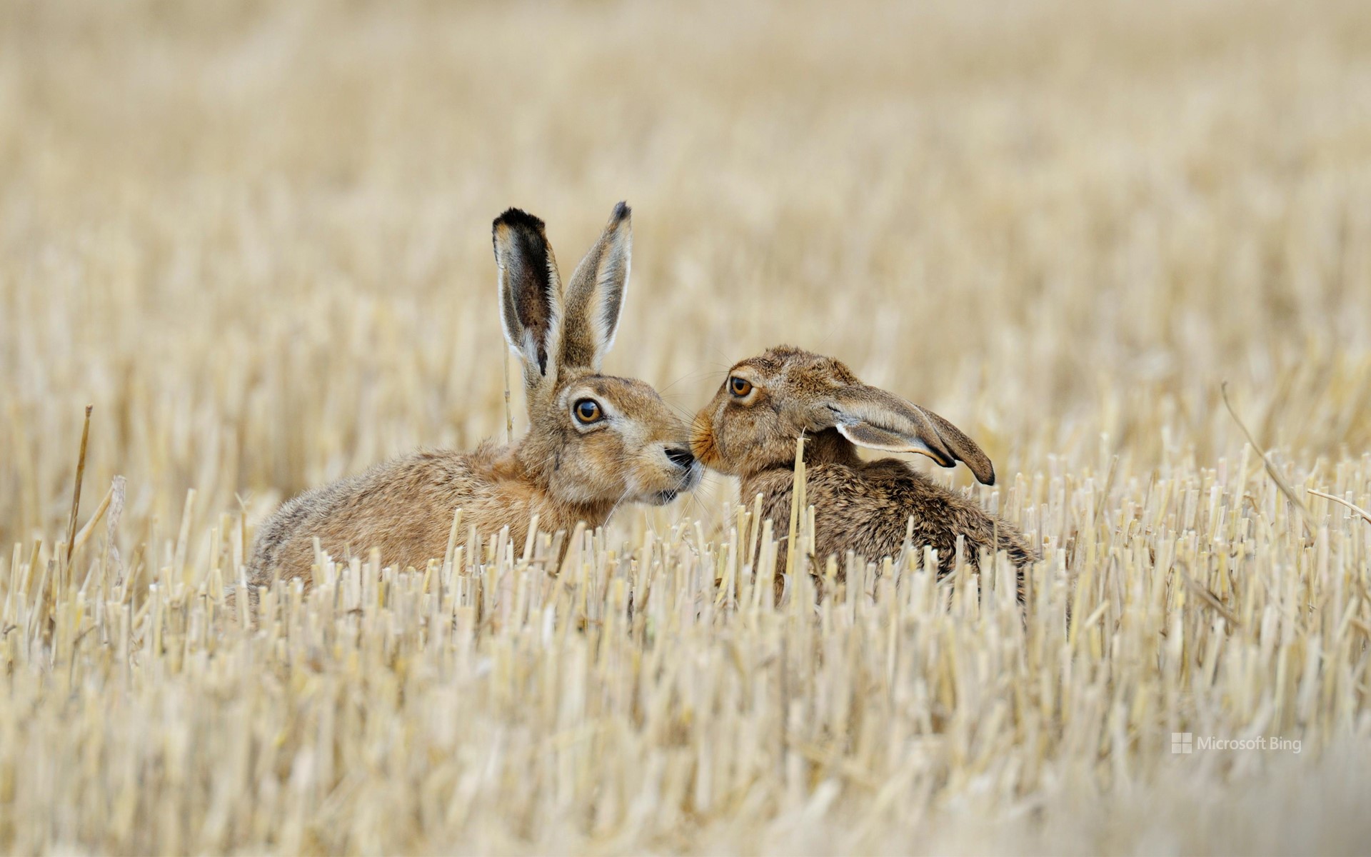 Brown hares on a stubble field, Germany