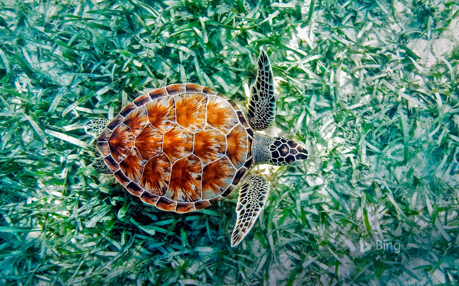 Green sea turtle (Chelonia mydas) in Hawaii