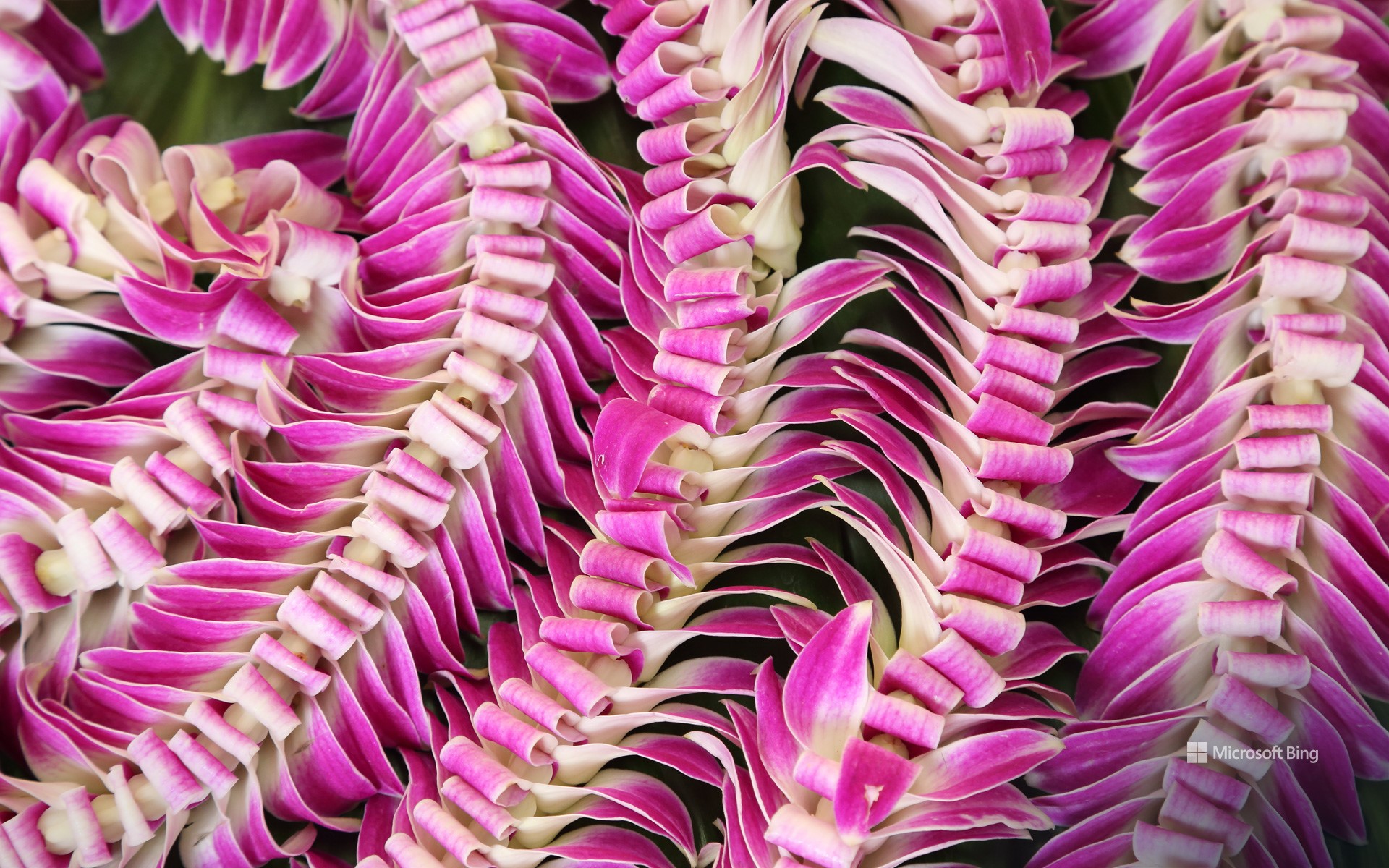 Hawaiian lei flower garlands - Bing Wallpapers - Sonu Rai