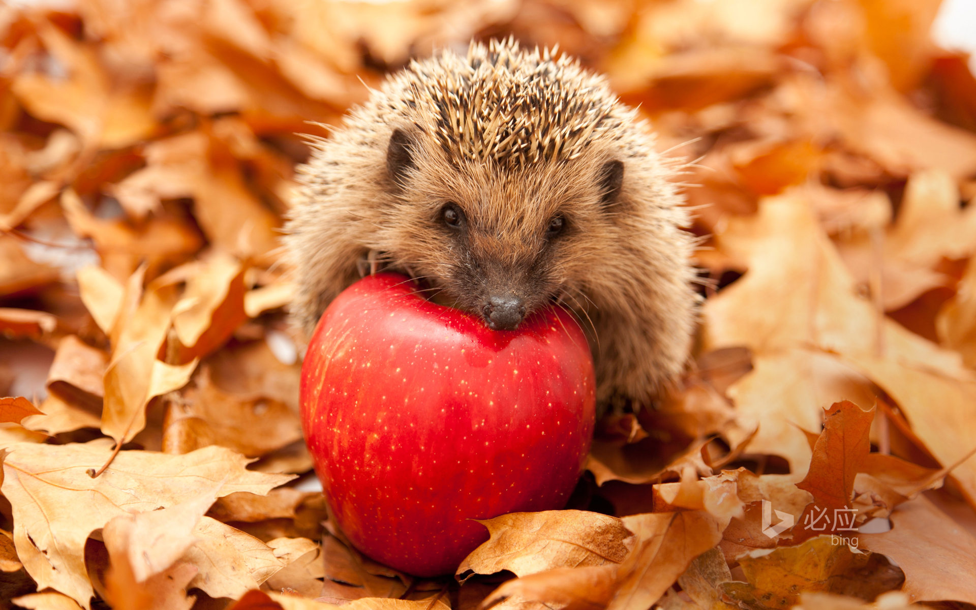 Hedgehog with red apple