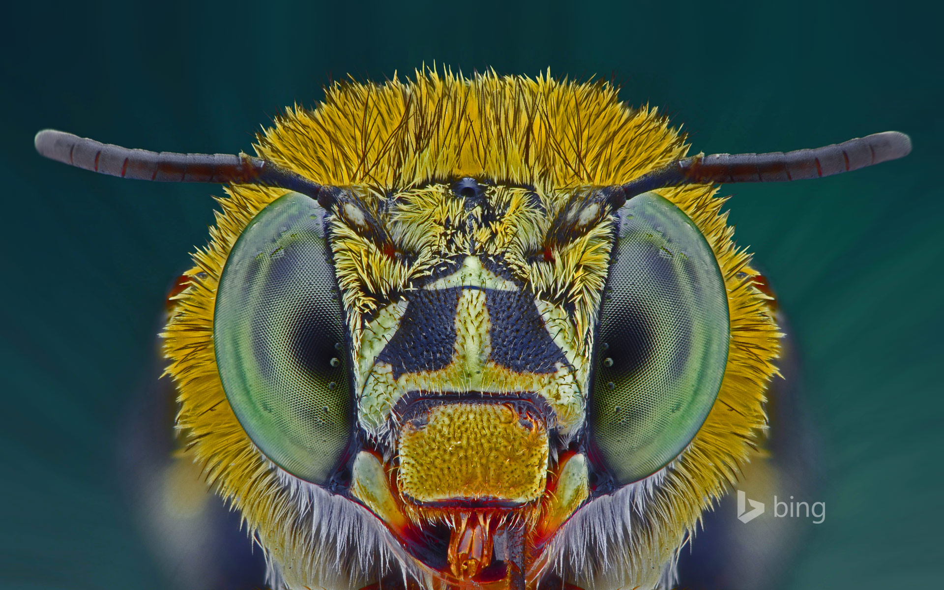 Macro photograph of a blue banded bee