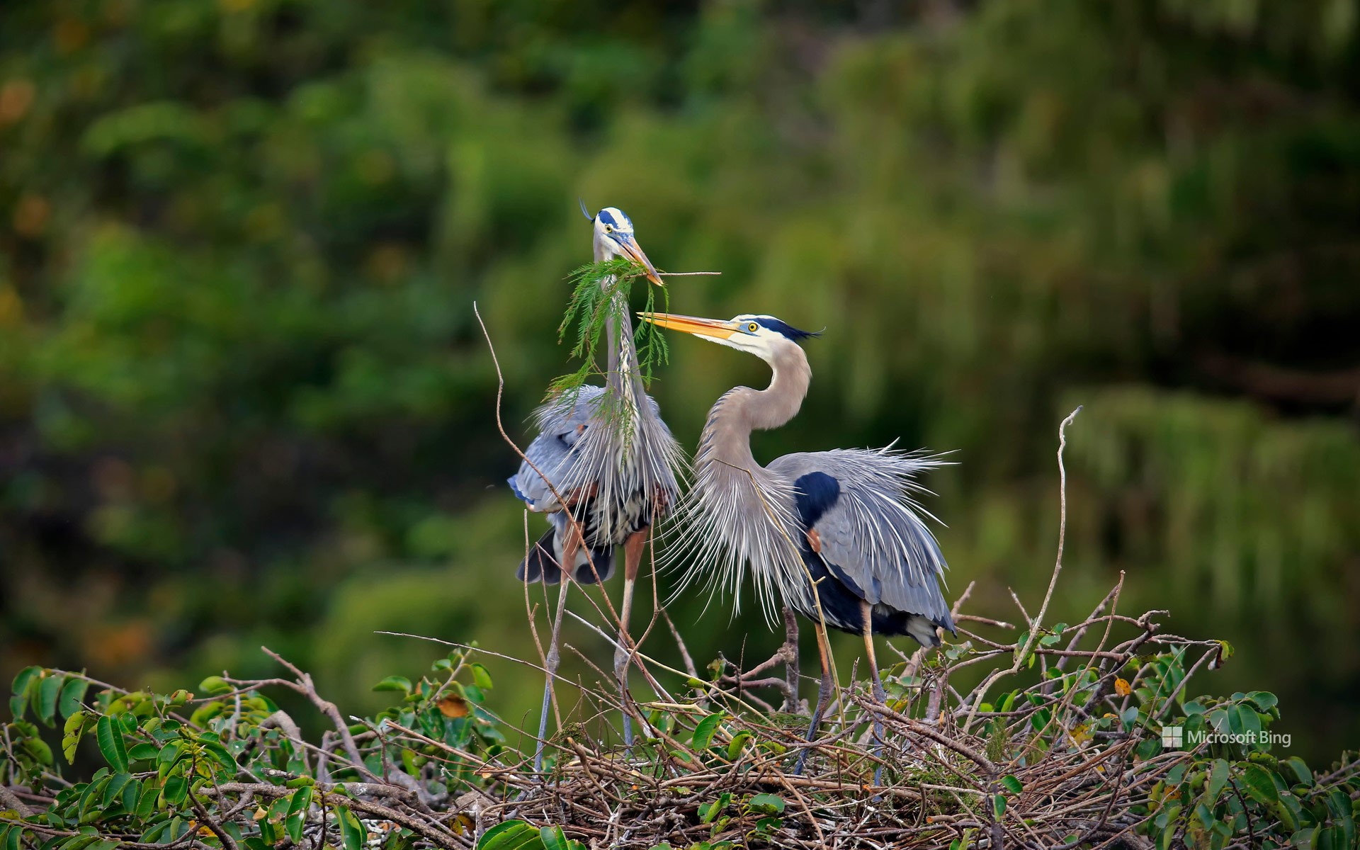 Great blue herons building a nest in Wakodahatchee Wetlands, Delray Beach, Florida, USA