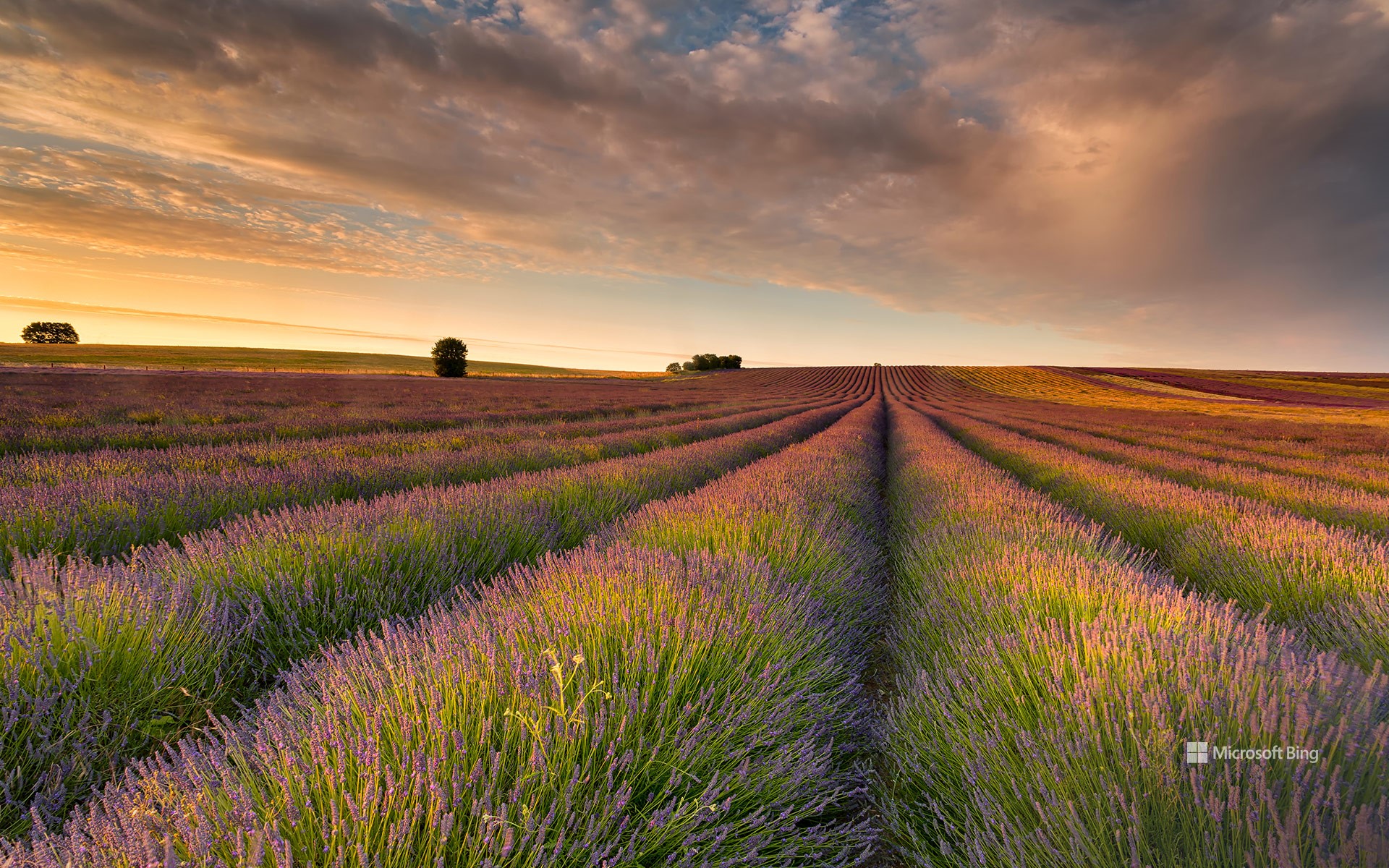 Lavender field, Hertfordshire, England