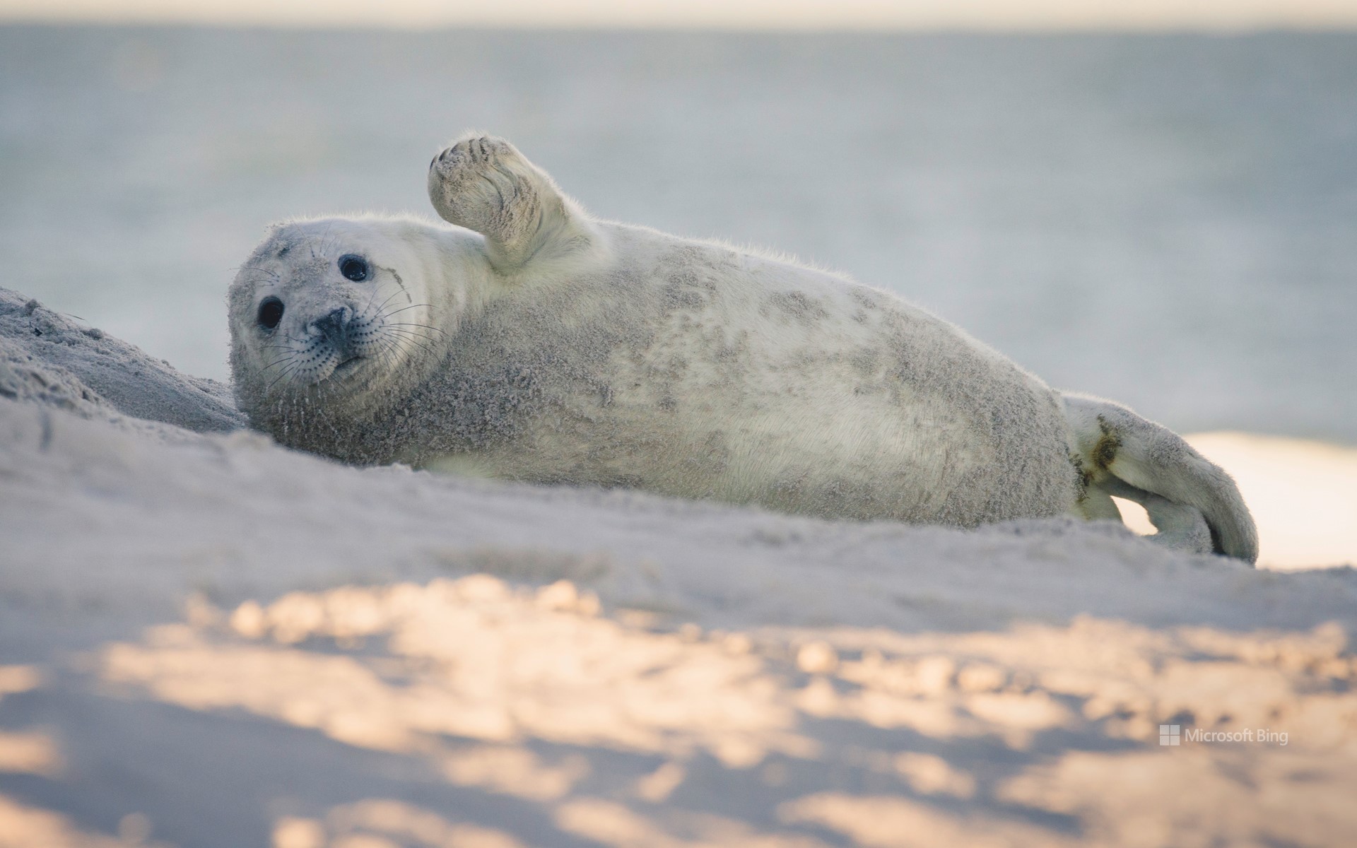 Young gray seal on the beach of the island of Dune, Heligoland, Schleswig-Holstein