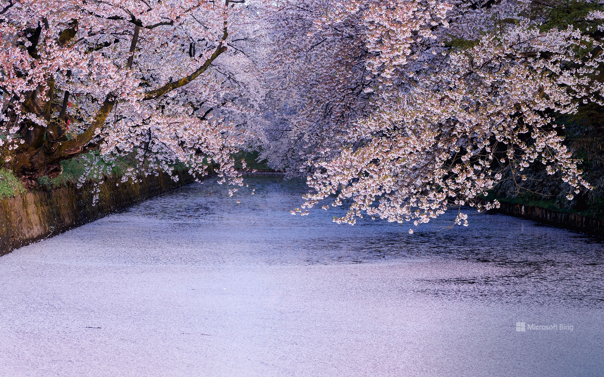 Sakura in Hirosaki Park, Aomori