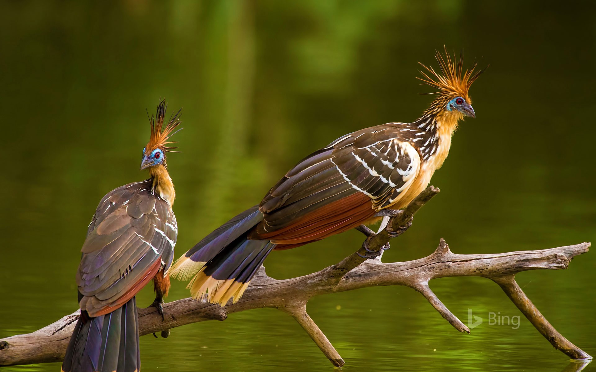 Two hoatzins, perched in Brazil