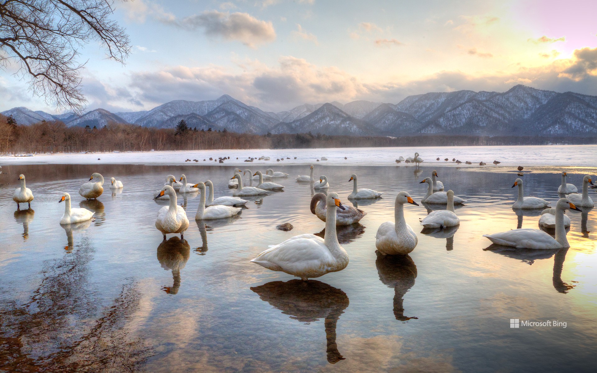 Whooper swans in Lake Kussharo, Japan