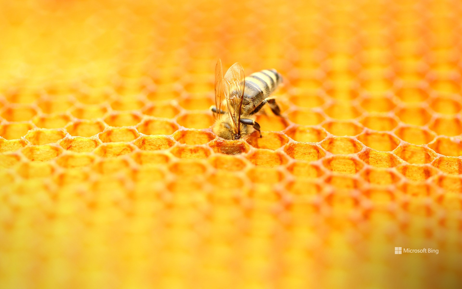 Bee tending a honeycomb