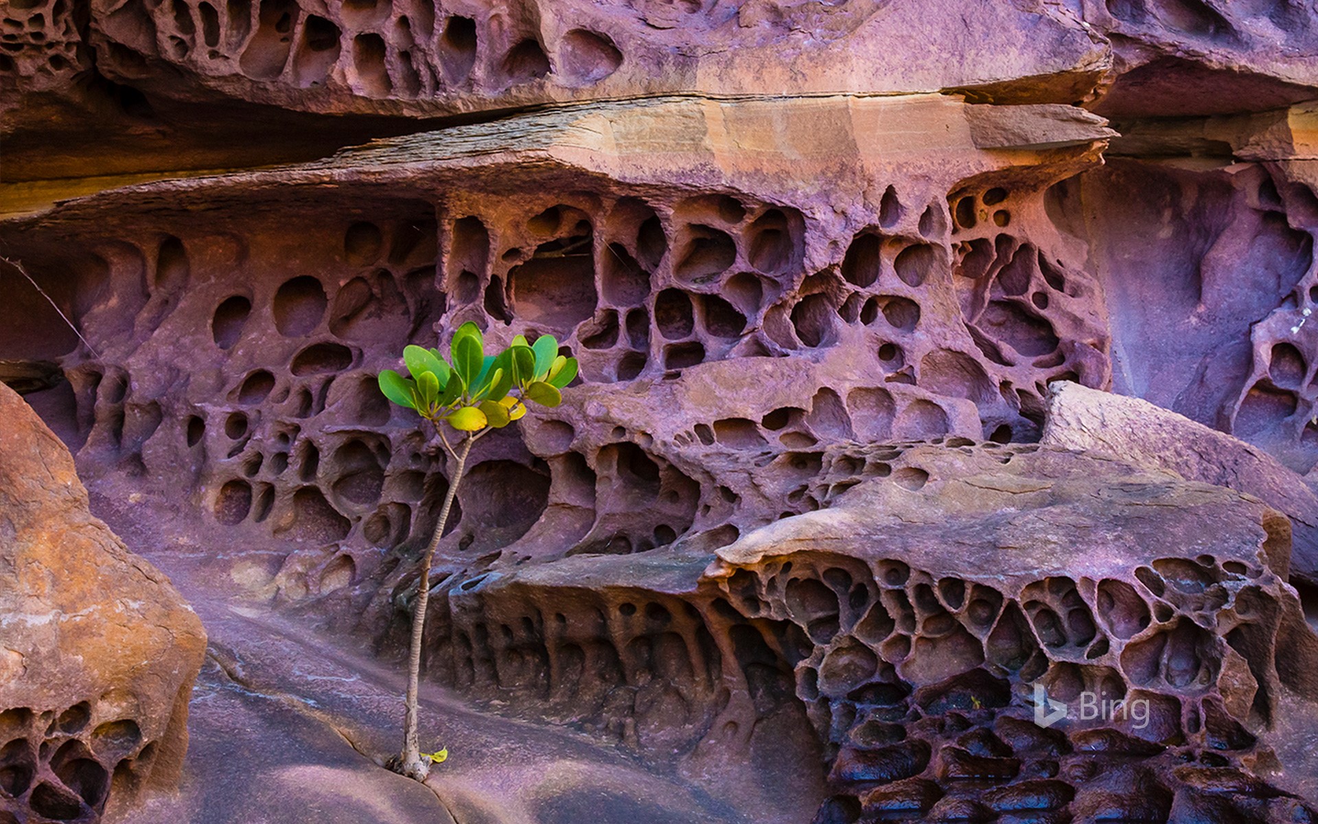 Honeycomb weathering in the Koolama Bay, Northwest Australia
