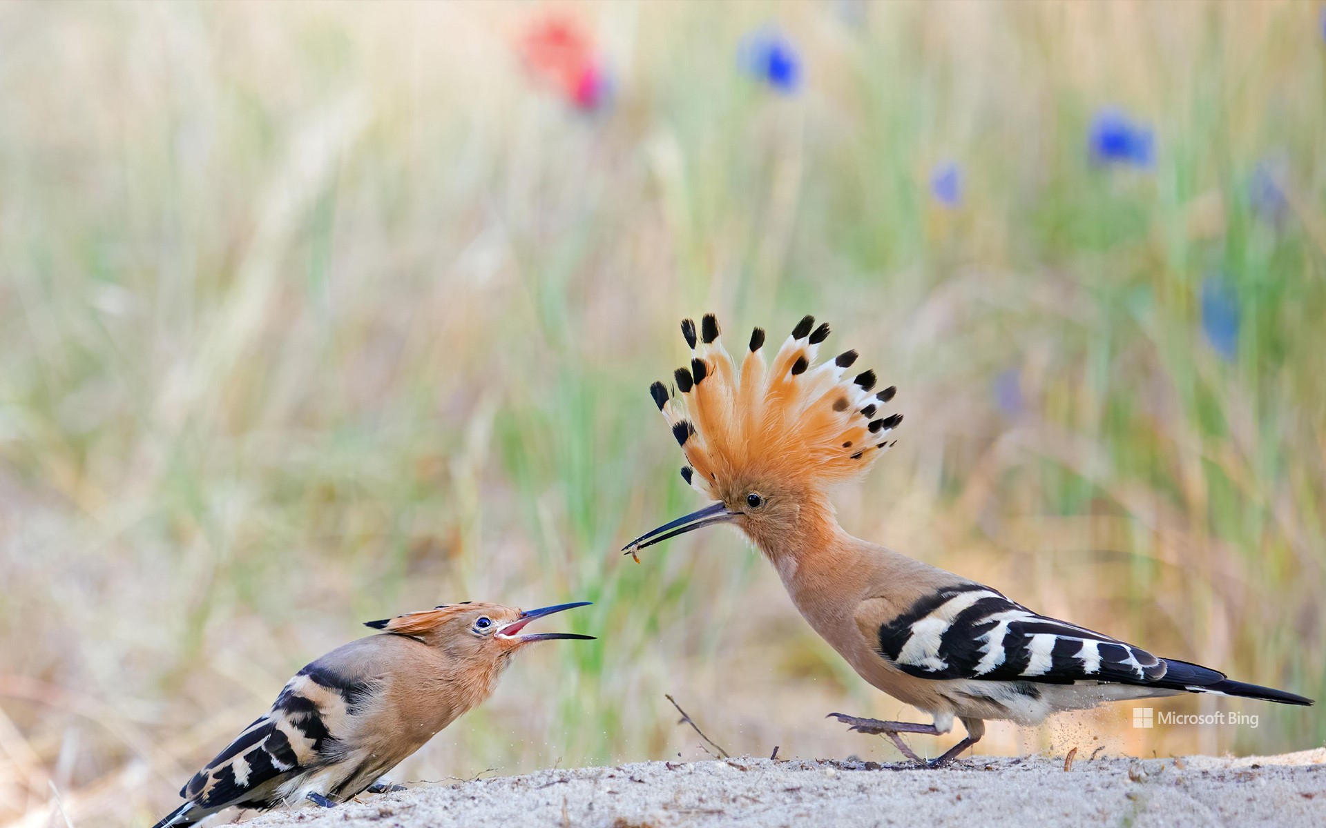 Hoopoe feeding its young after field trip, Middle Elbe Biosphere Reserve, Saxony-Anhalt